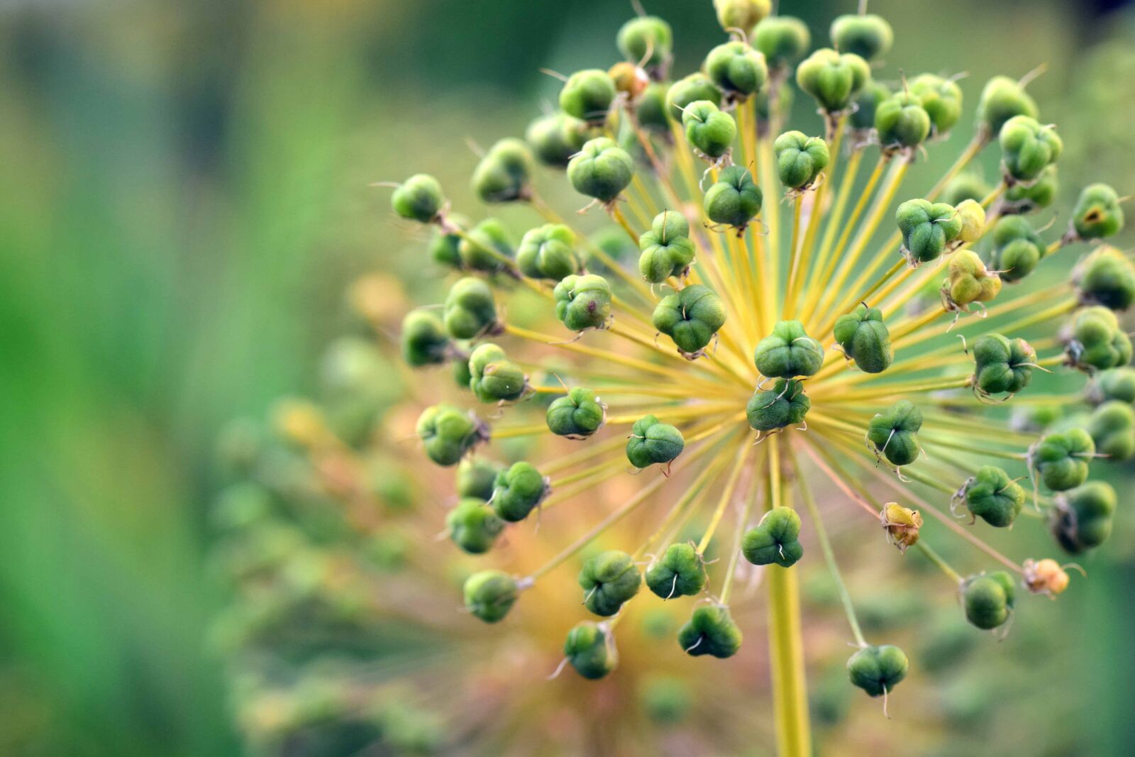 Nikon D3300 sample photo. Wildflower, green, macro, nature photography