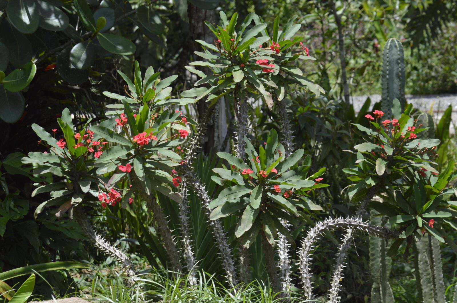 Nikon D3200 sample photo. Cartago, costa rica, christ photography