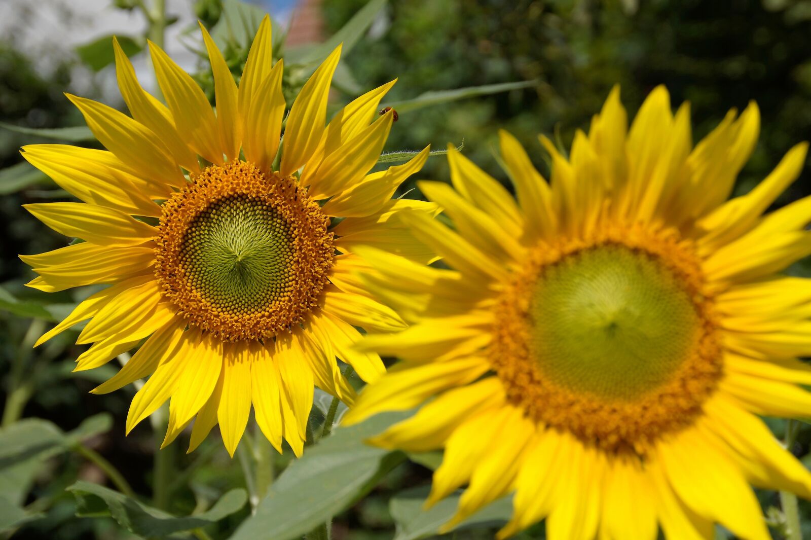Sony SLT-A58 sample photo. Sunflower, flower, yellow photography