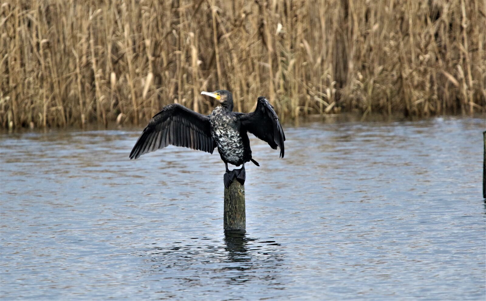 150-600mm F5-6.3 DG OS HSM | Contemporary 015 sample photo. Phalacrocorax, carbo, cormorant photography