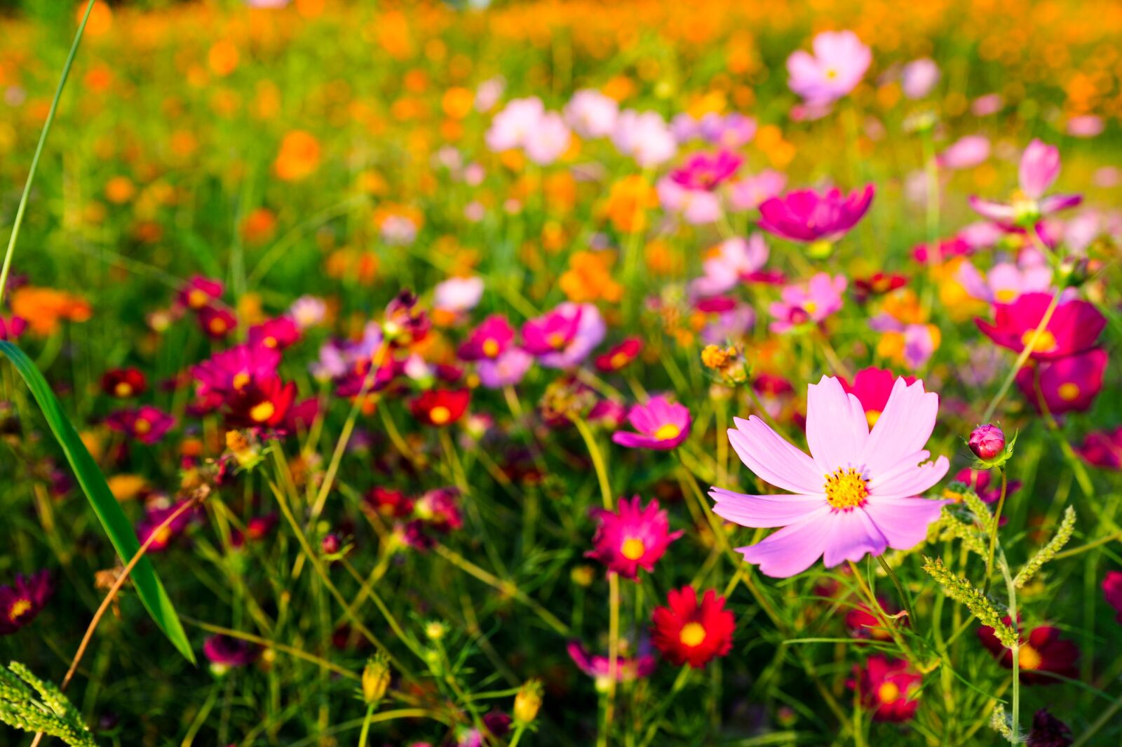 Nikon D700 sample photo. Autumn, flowers, cosmos photography