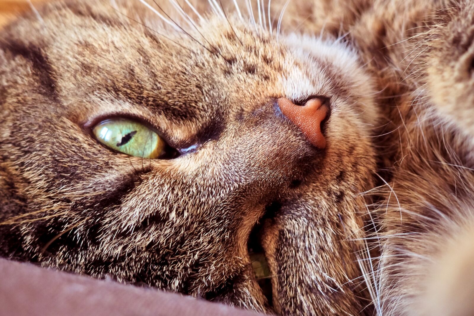 Olympus OM-D E-M10 sample photo. Cat, animal, pet photography