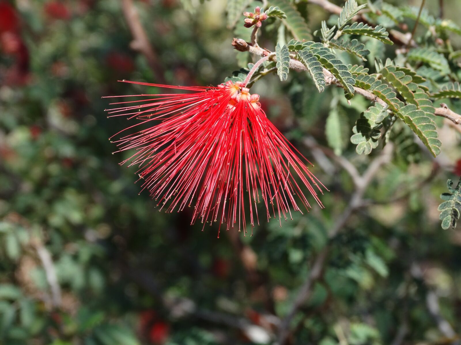 Sony Cyber-shot DSC-HX300 sample photo. Desert flower, red, plant photography