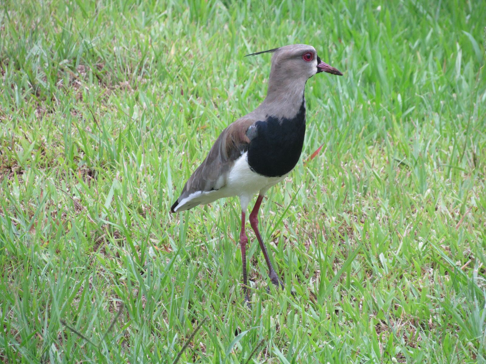 Canon PowerShot SX530 HS sample photo. Bird, nature, animal photography