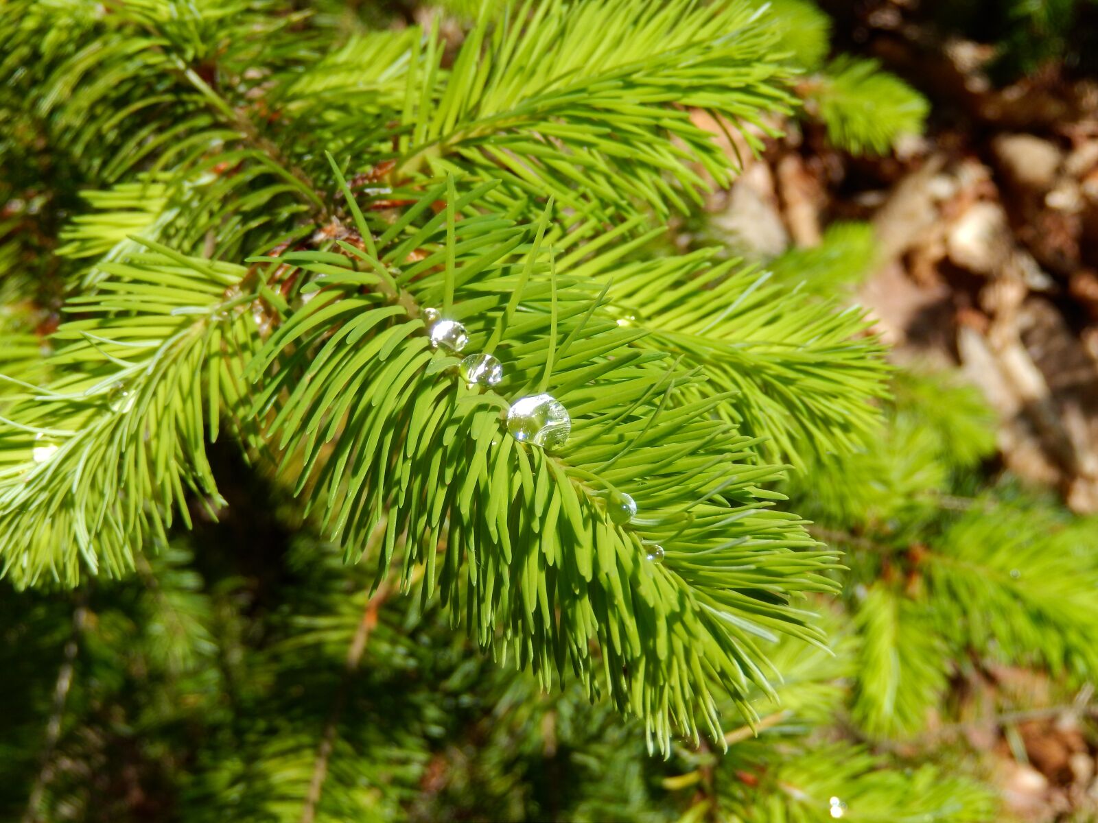 Nikon Coolpix S9500 sample photo. Plant, conifer, spring photography