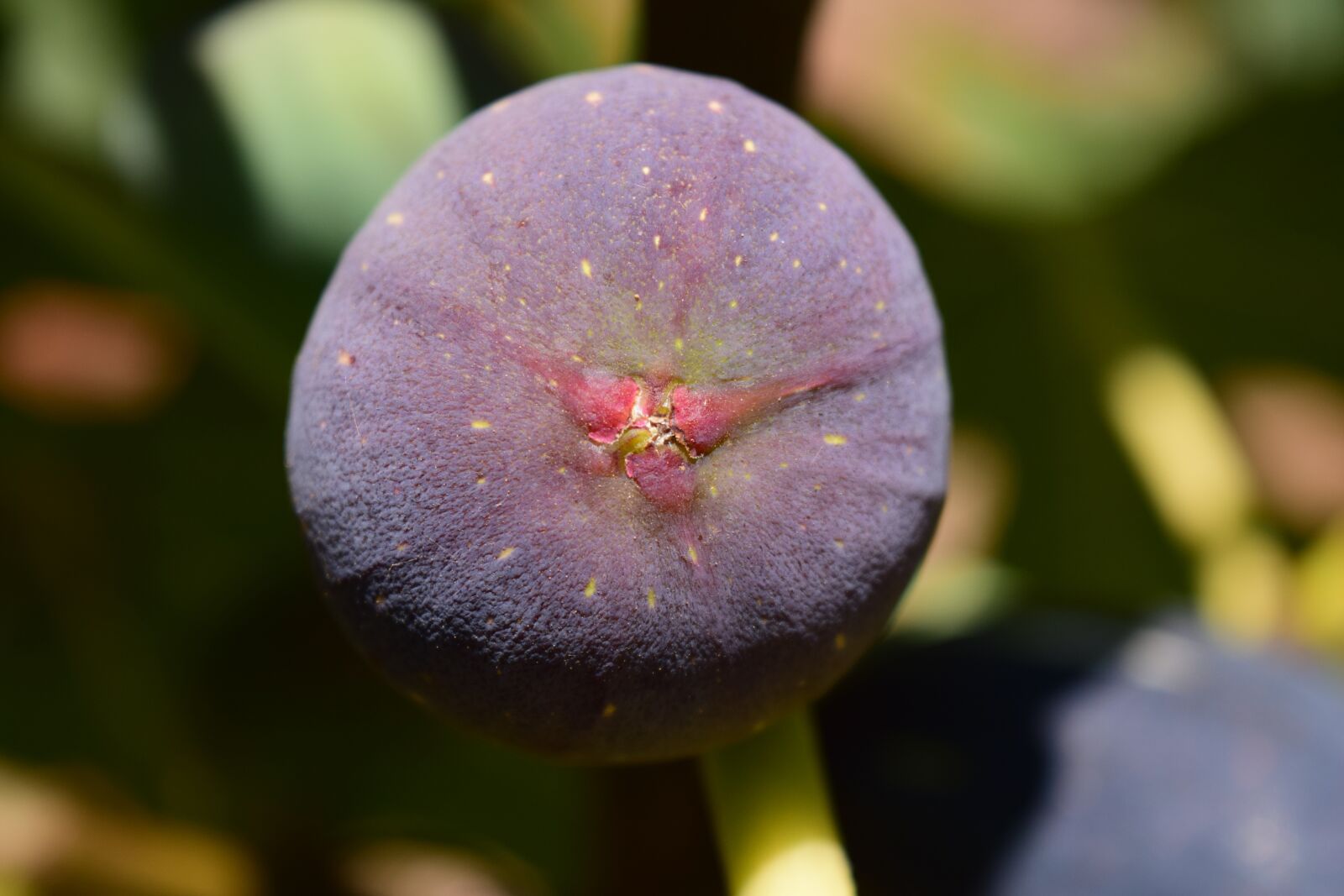 Nikon D3300 sample photo. Fig, blue fig, fig photography