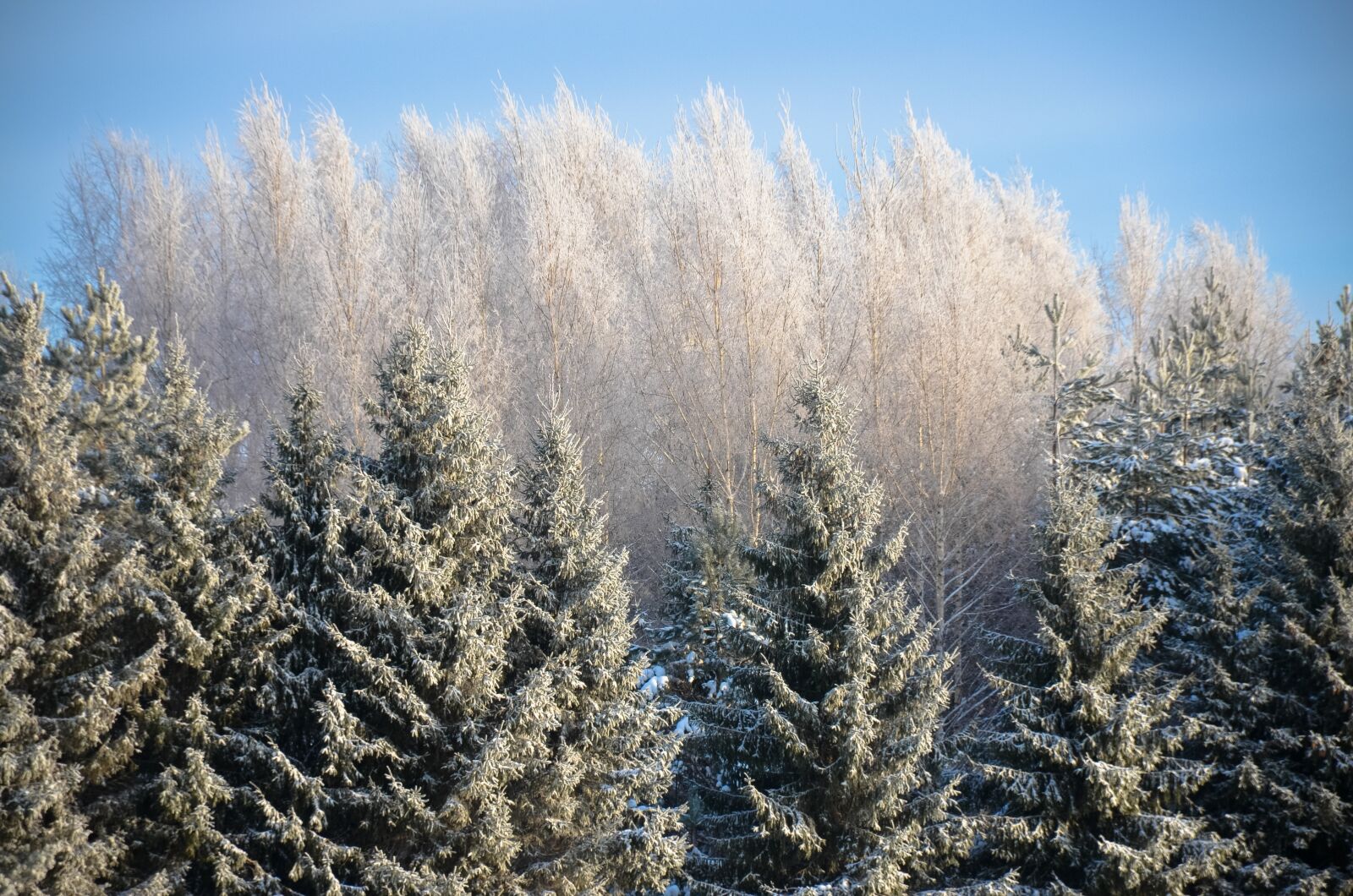 Nikon D5100 sample photo. Leann, snow, winter photography
