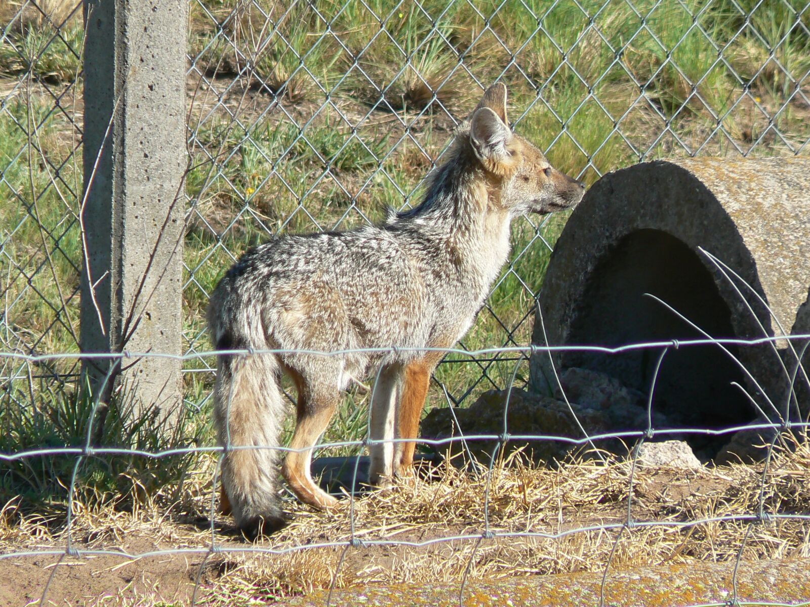 Panasonic DMC-FZ7 sample photo. Fox, animal, fauna photography