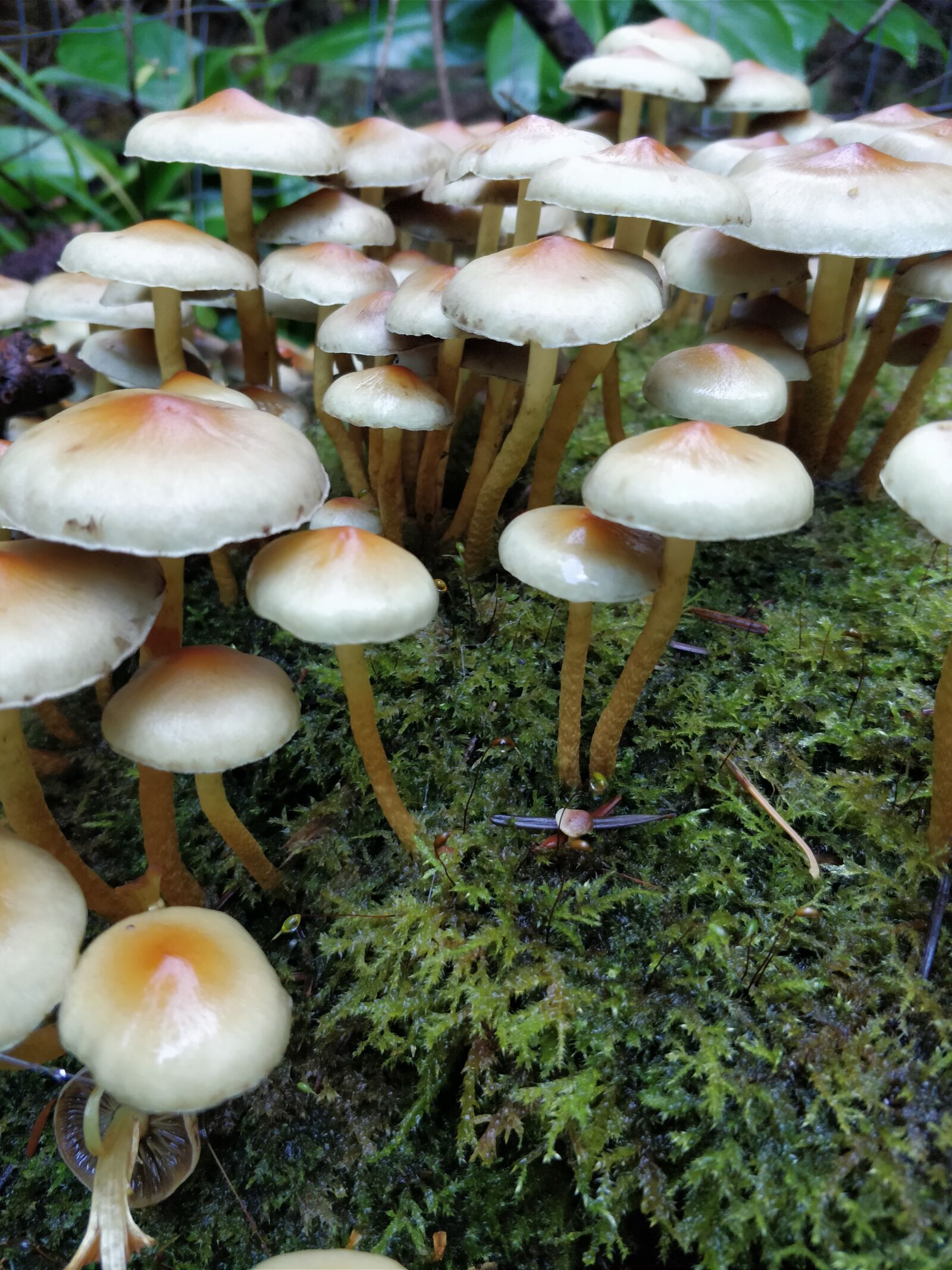 OnePlus 5 sample photo. Mushrooms, white, soil photography