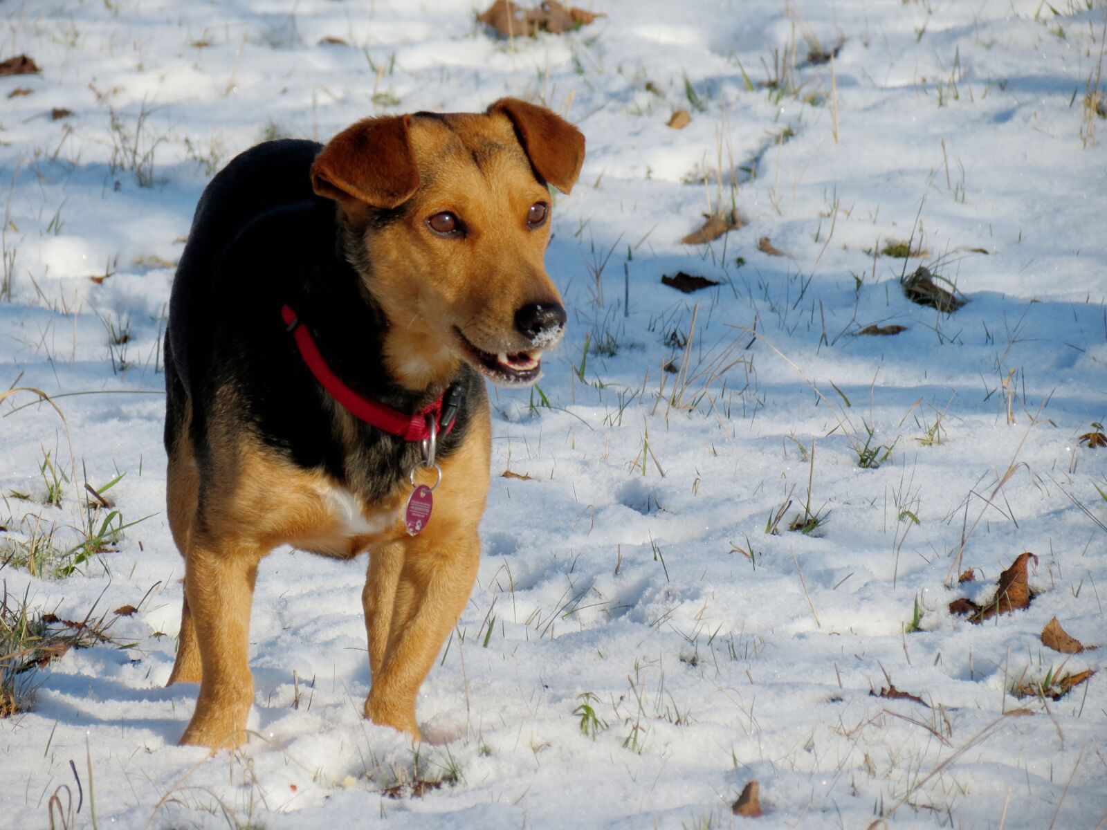 Canon PowerShot SX40 HS sample photo. Dog, snow, fun photography