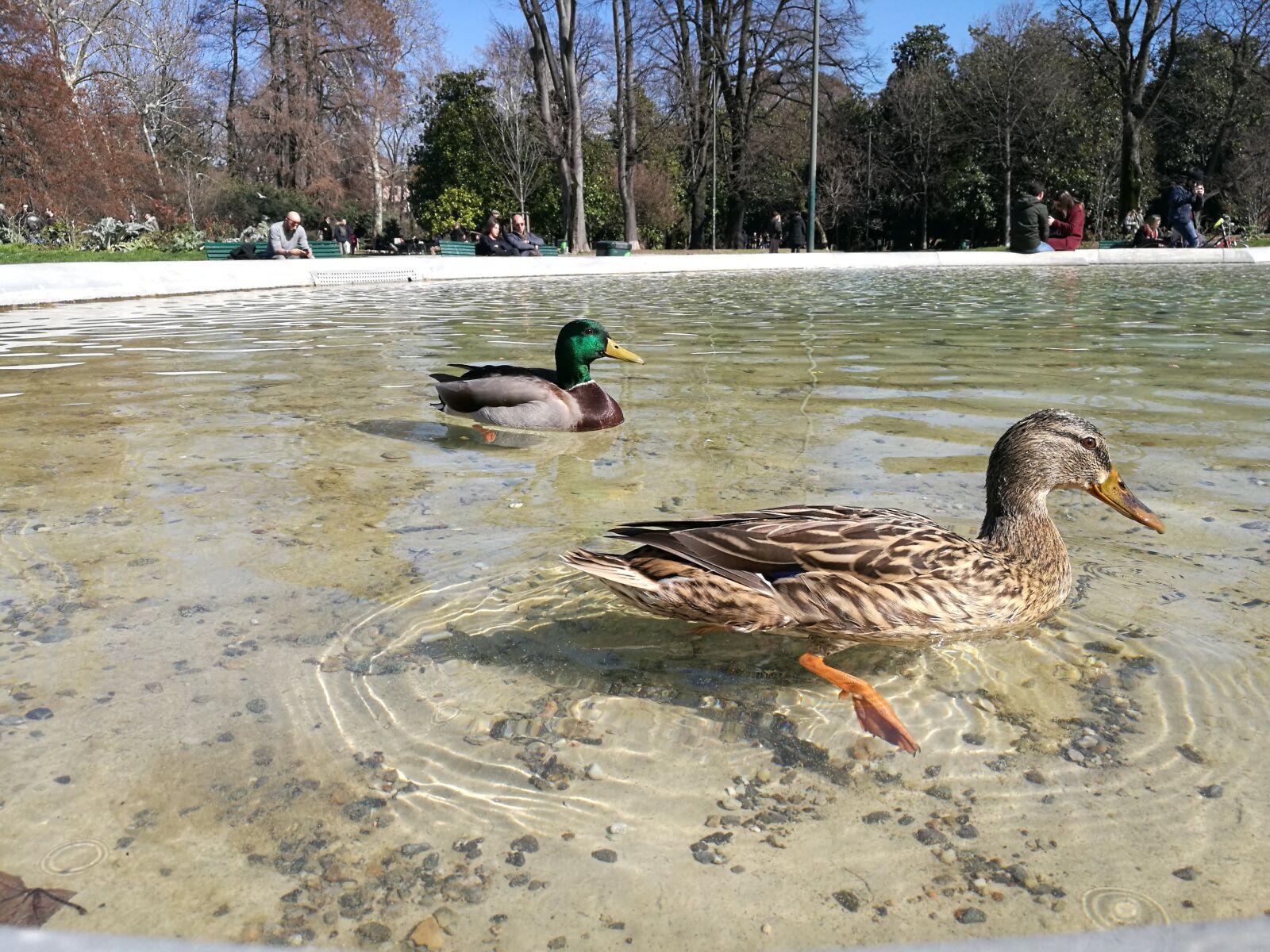 HUAWEI P9 Plus sample photo. Duck, milan photography