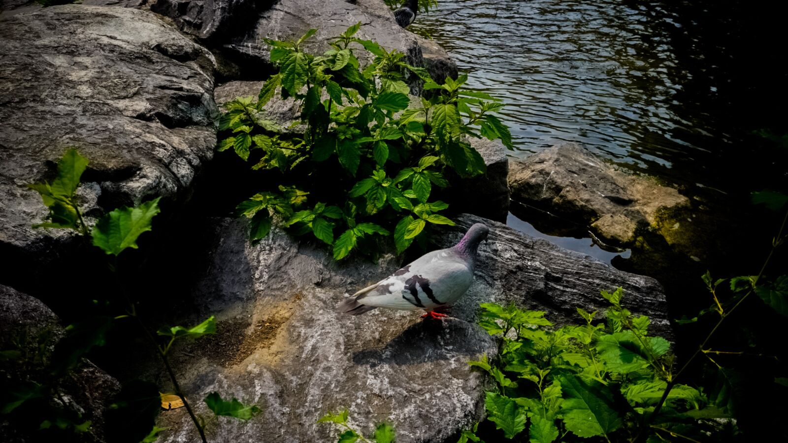 Sony a6400 sample photo. Pigeon, rock, bud photography