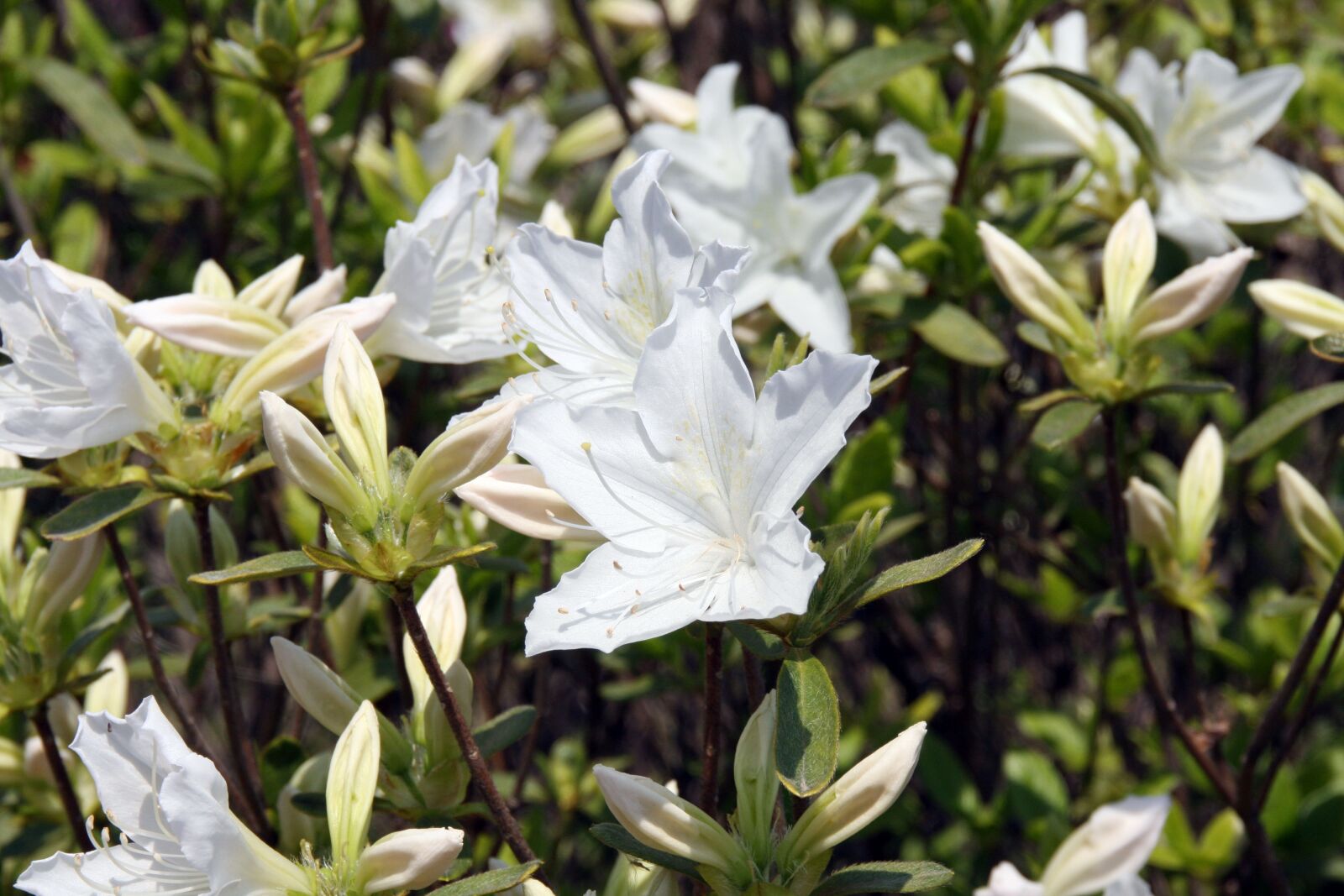 Canon EOS 40D sample photo. Azalea, flowers, azaleas flower photography