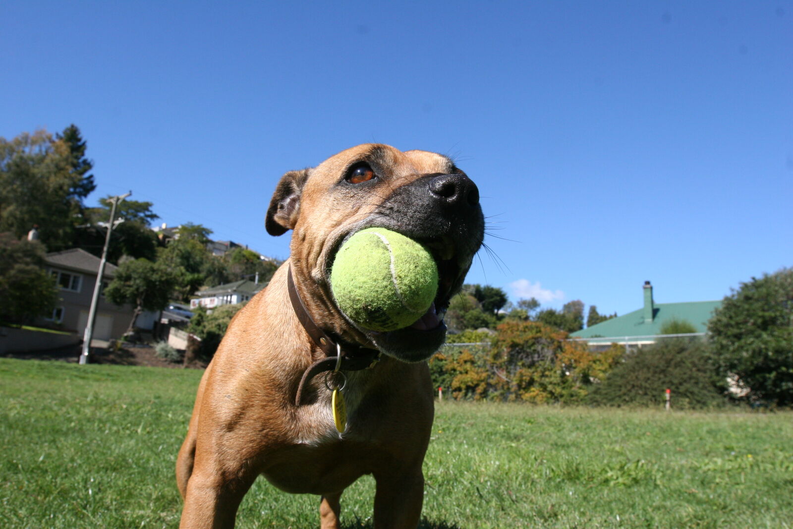Canon EOS 20D sample photo. Ball, dog, feild photography
