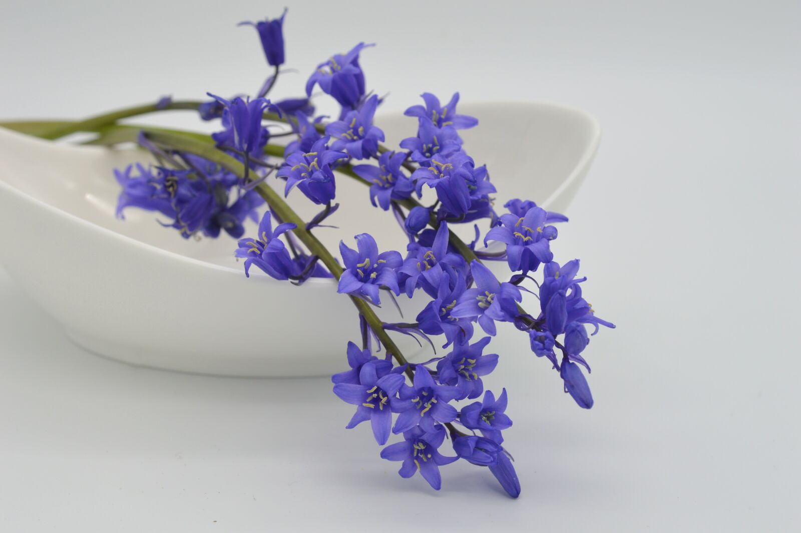 Nikon D3200 sample photo. Bluebell, flowers, flora photography