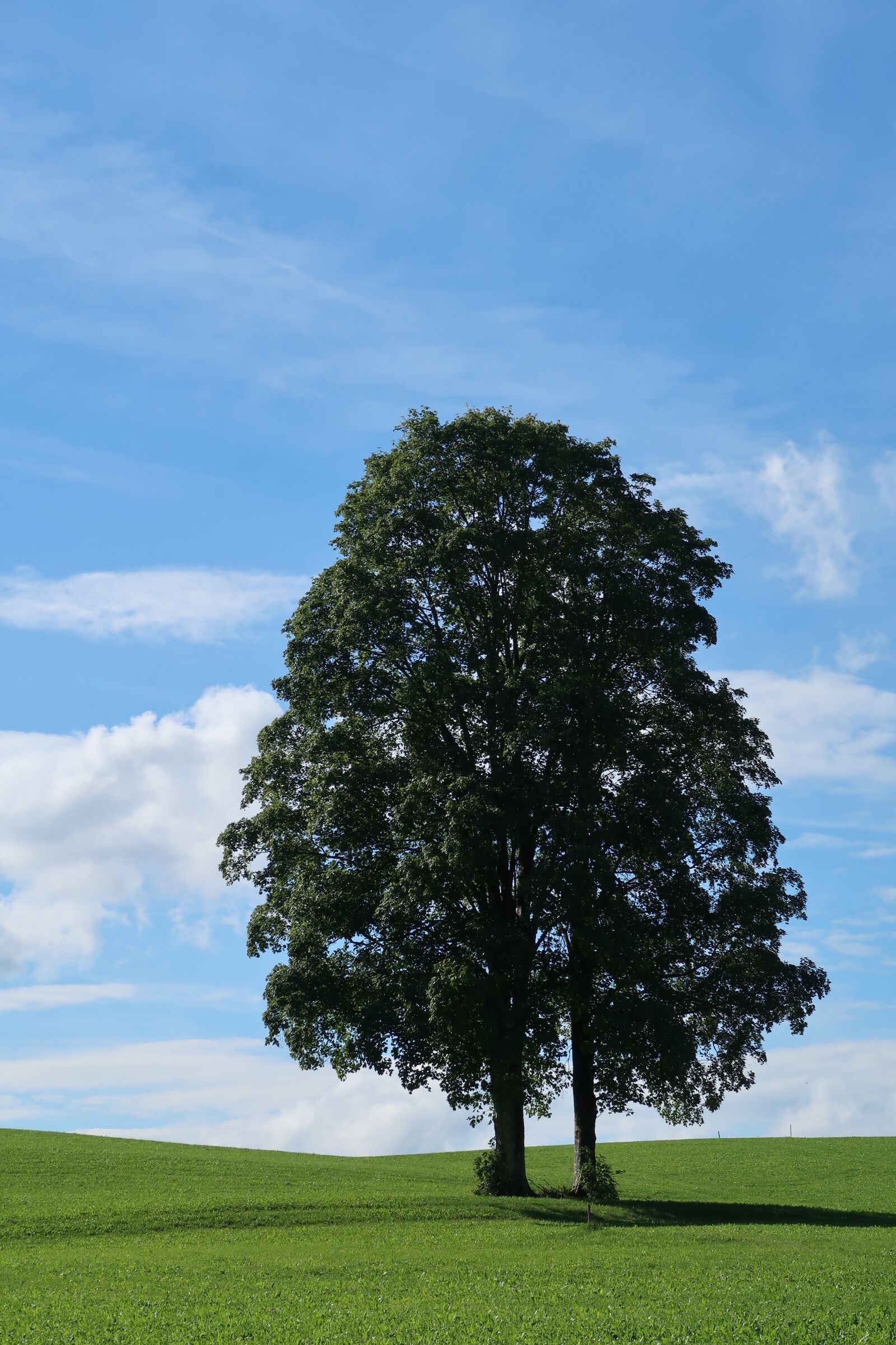 Canon PowerShot G7 X Mark II sample photo. Summer, sky, nature photography
