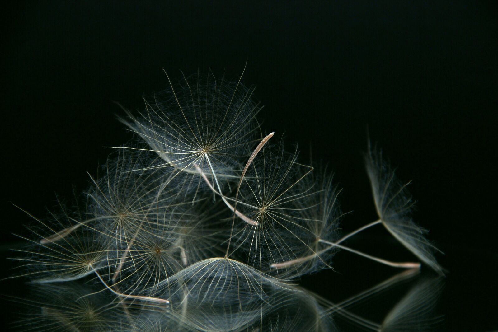 Canon EOS 600D (Rebel EOS T3i / EOS Kiss X5) sample photo. A goatee, flower, dandelion photography