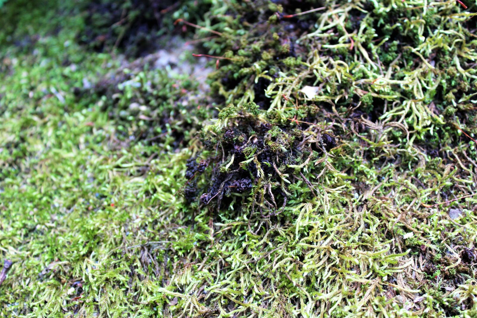 Canon EOS 1200D (EOS Rebel T5 / EOS Kiss X70 / EOS Hi) sample photo. Green, moss photography