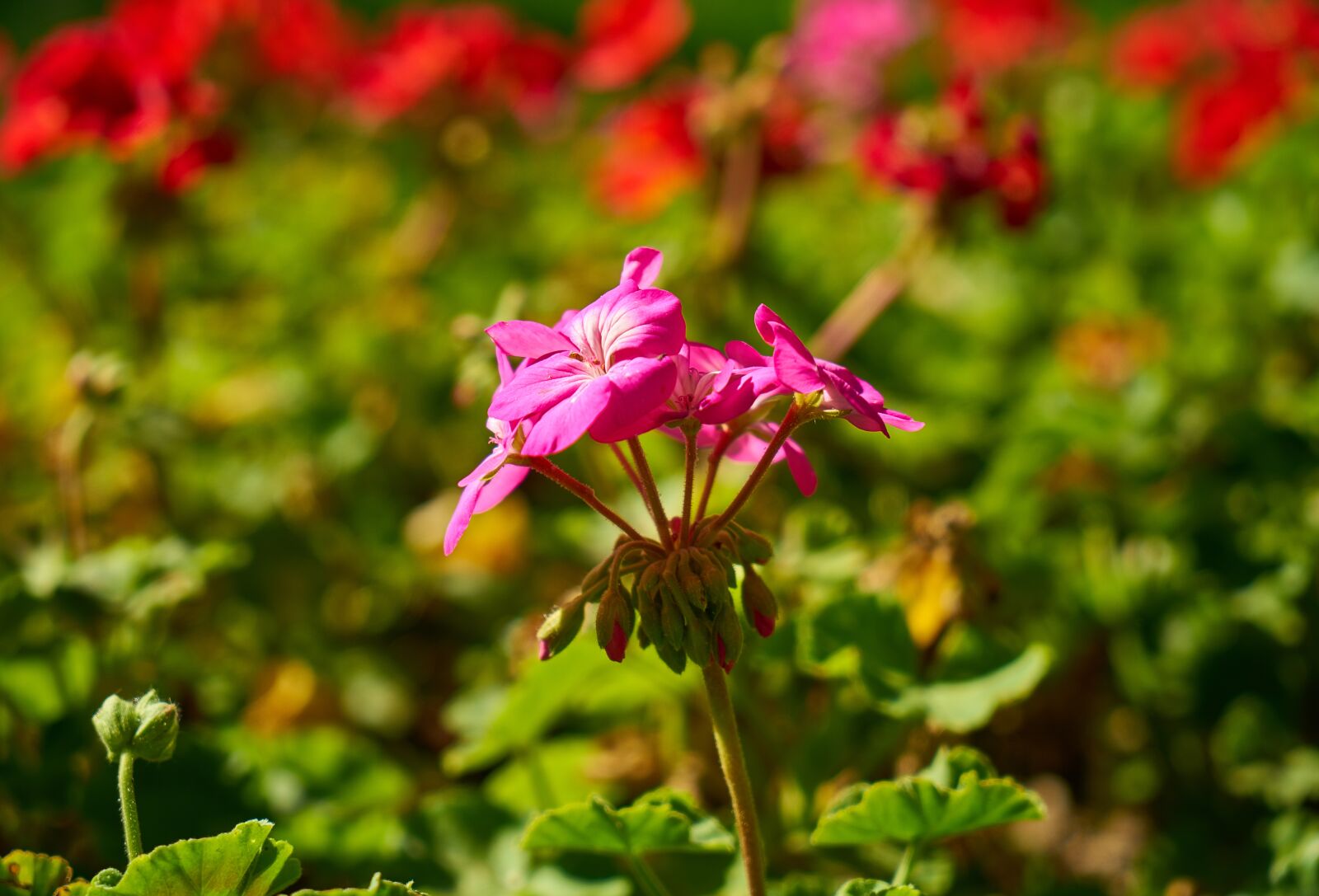Sony a7R II + Sony Vario Tessar T* FE 24-70mm F4 ZA OSS sample photo. Flower, purple, spring photography