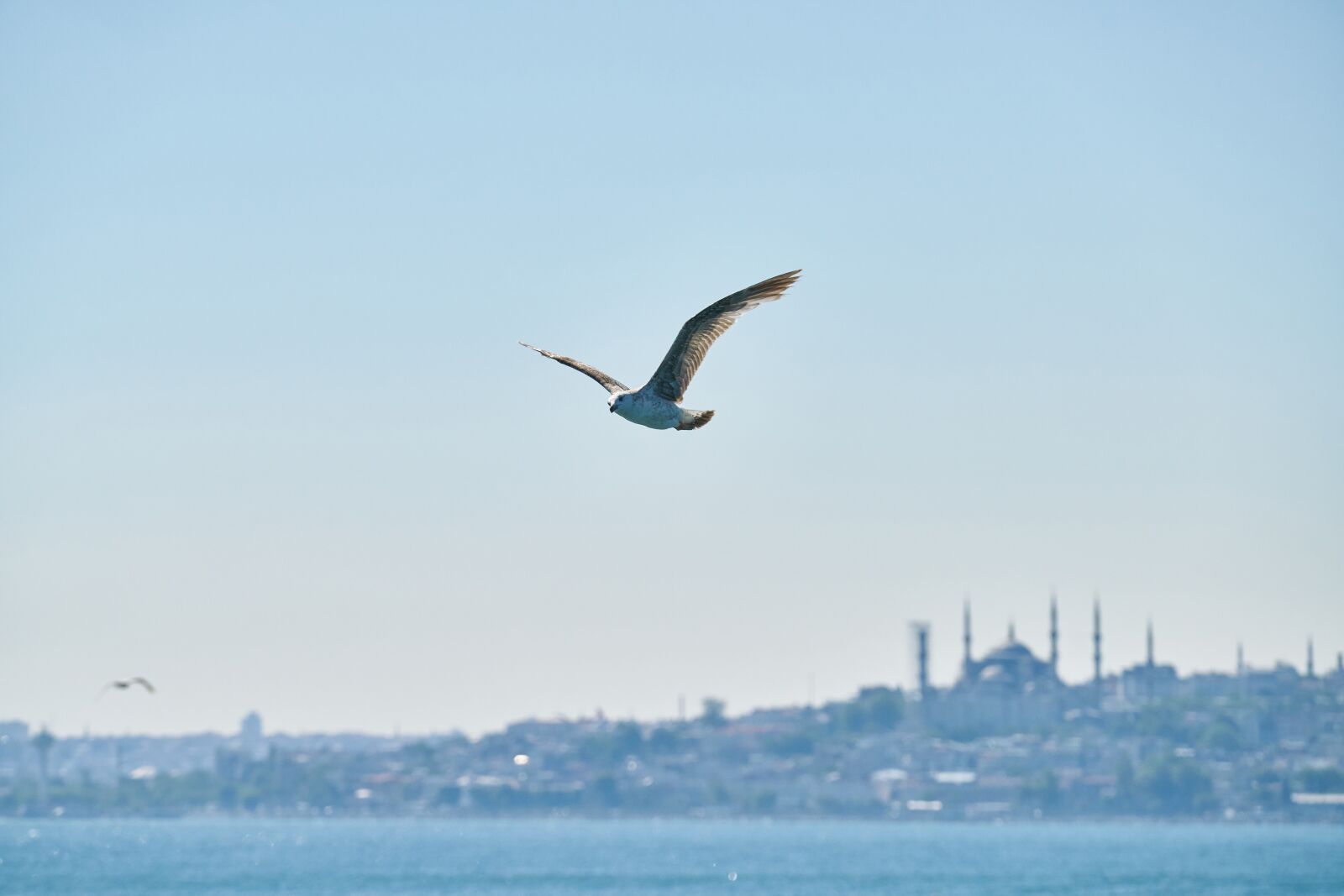Sony FE 70-200mm F4 G OSS sample photo. March, gulls, bird photography