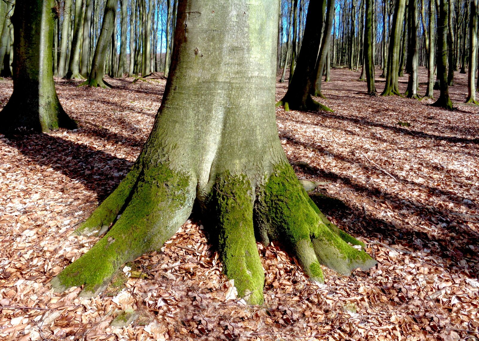 Sony Cyber-shot DSC-W830 sample photo. Tree, beech, forest photography