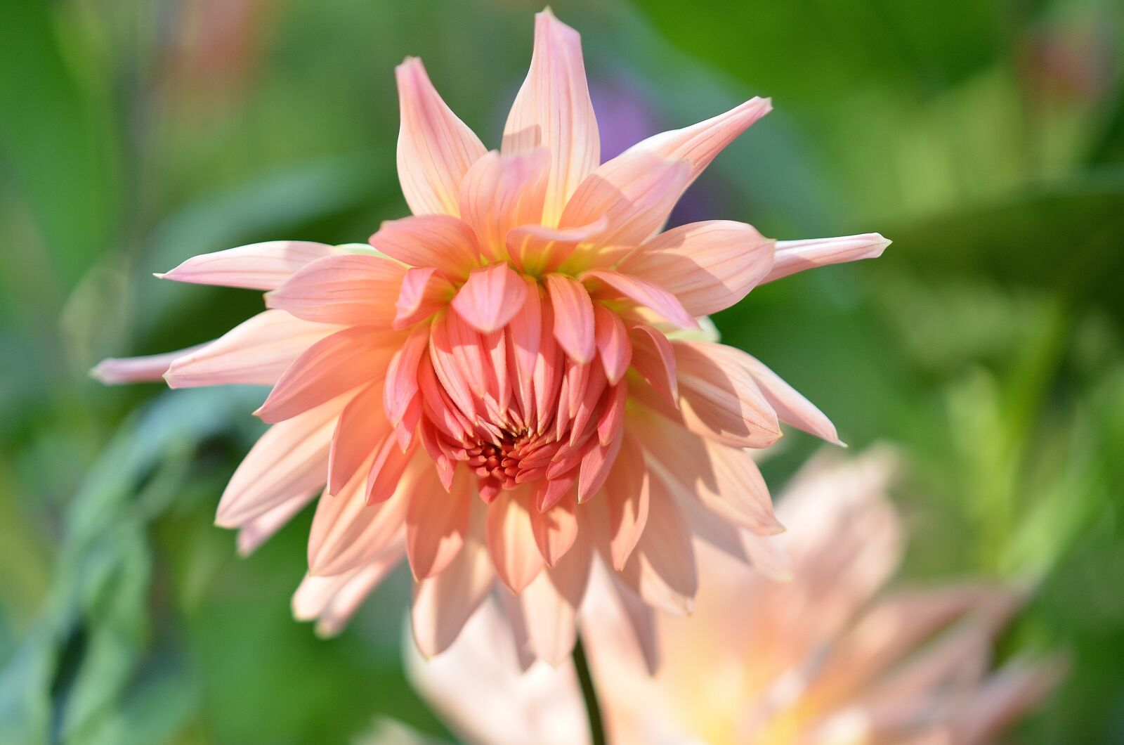 Nikon D7000 sample photo. Flower, natur, spring photography