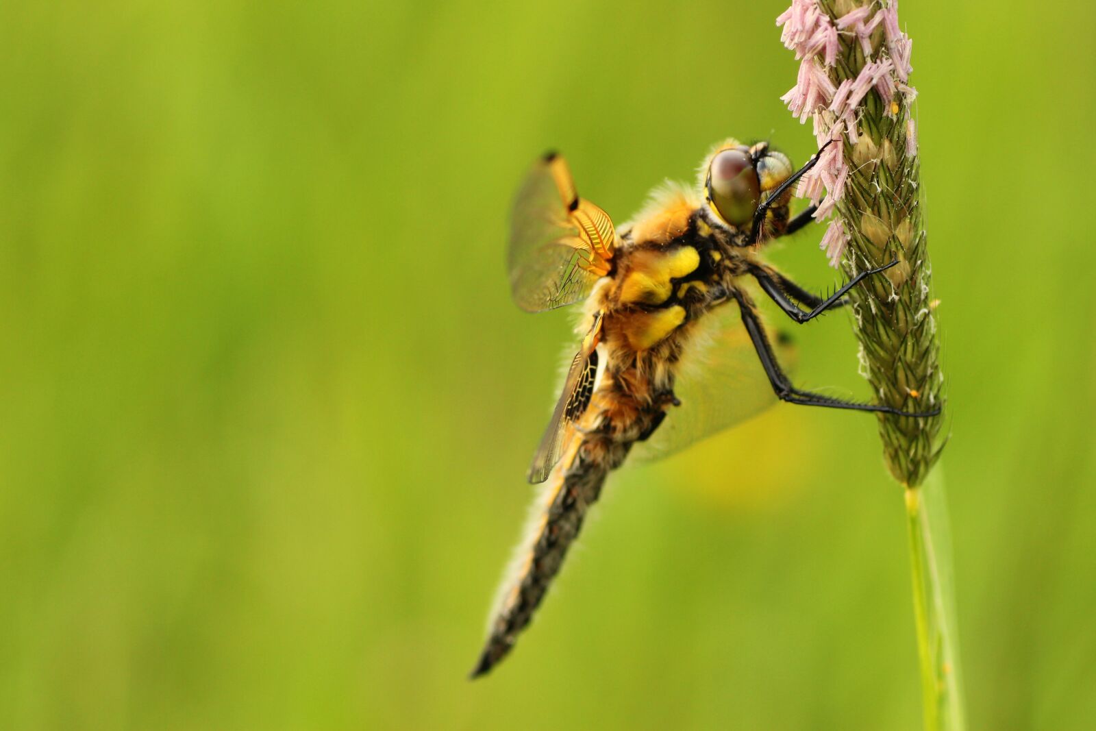 Tamron SP 90mm F2.8 Di VC USD 1:1 Macro sample photo. Dragonfly, four patch, sailing photography