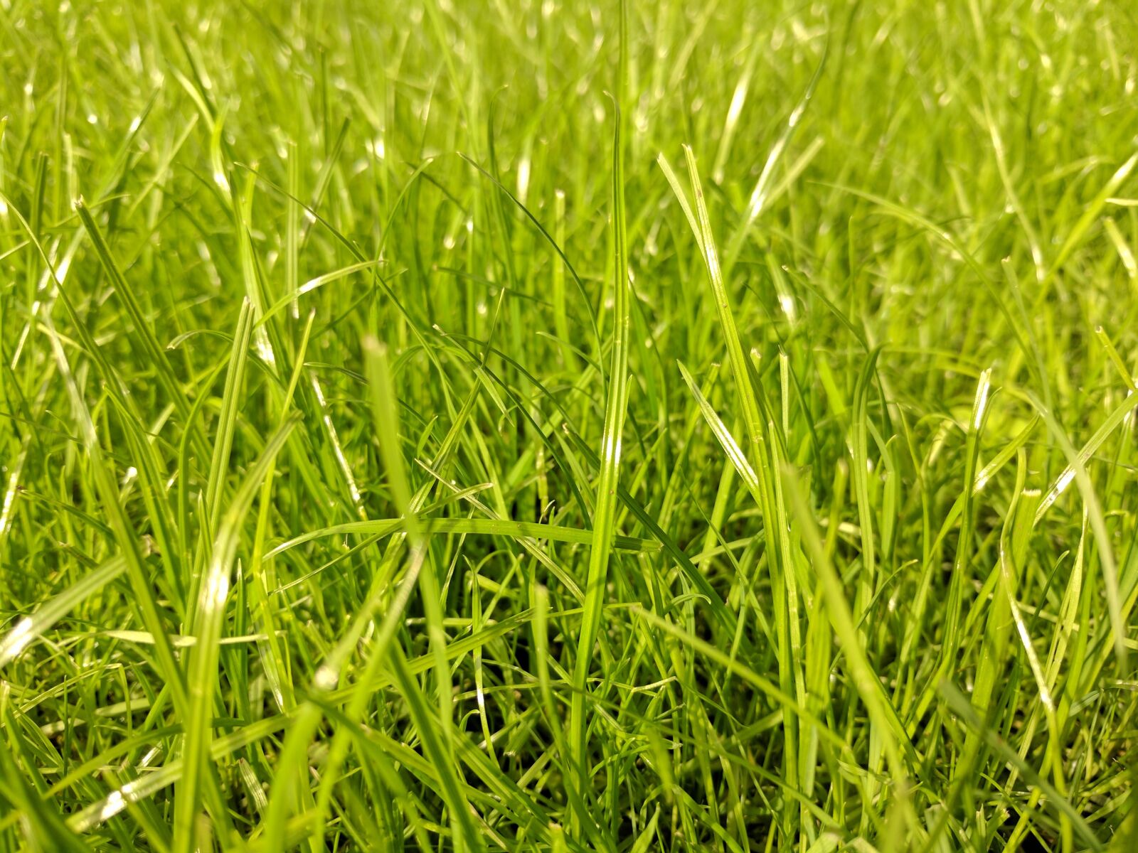 Google Pixel sample photo. Grass, green, lawn photography