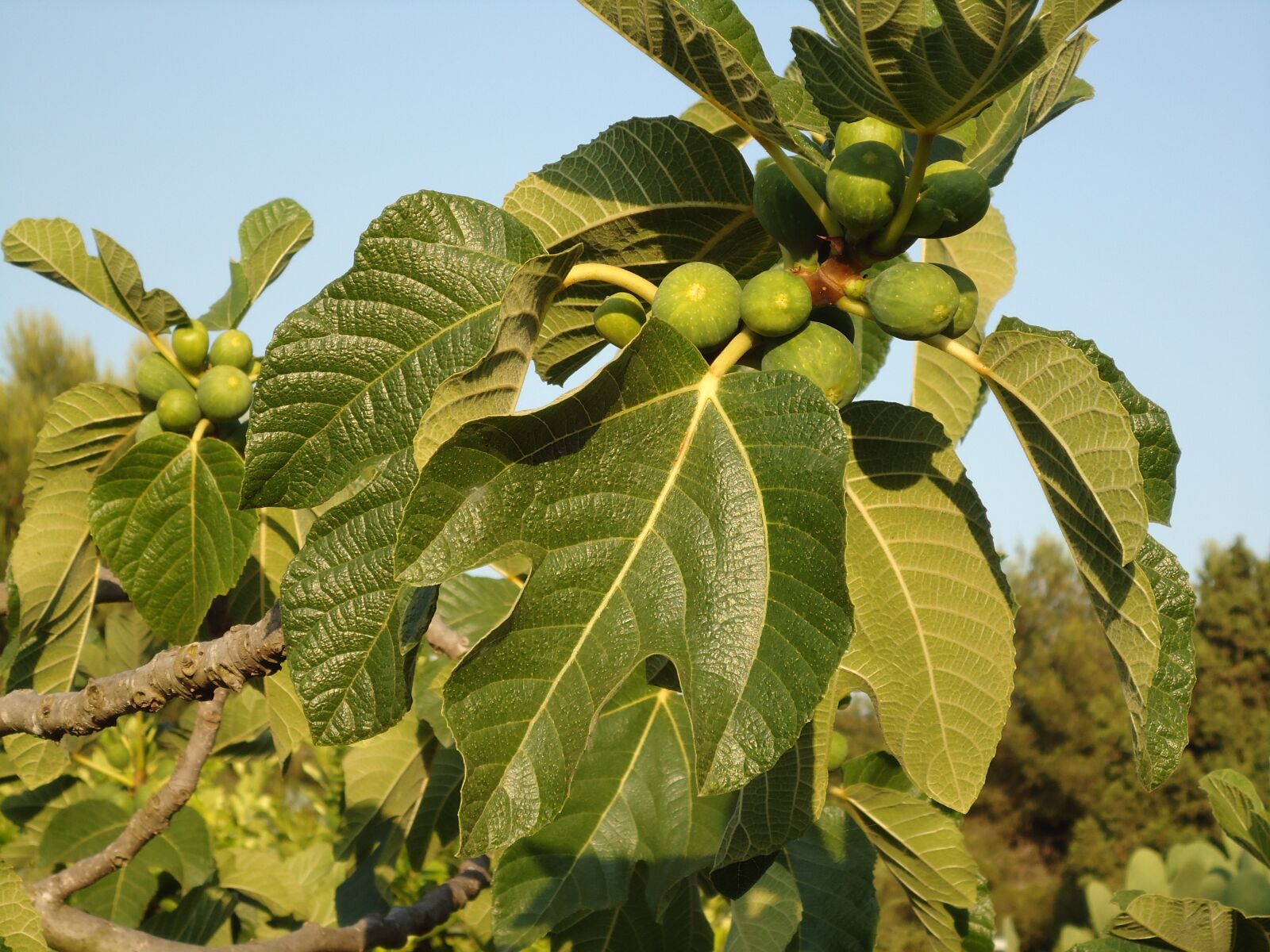 Sony Cyber-shot DSC-W320 sample photo. Fig tree, figs, fruits photography