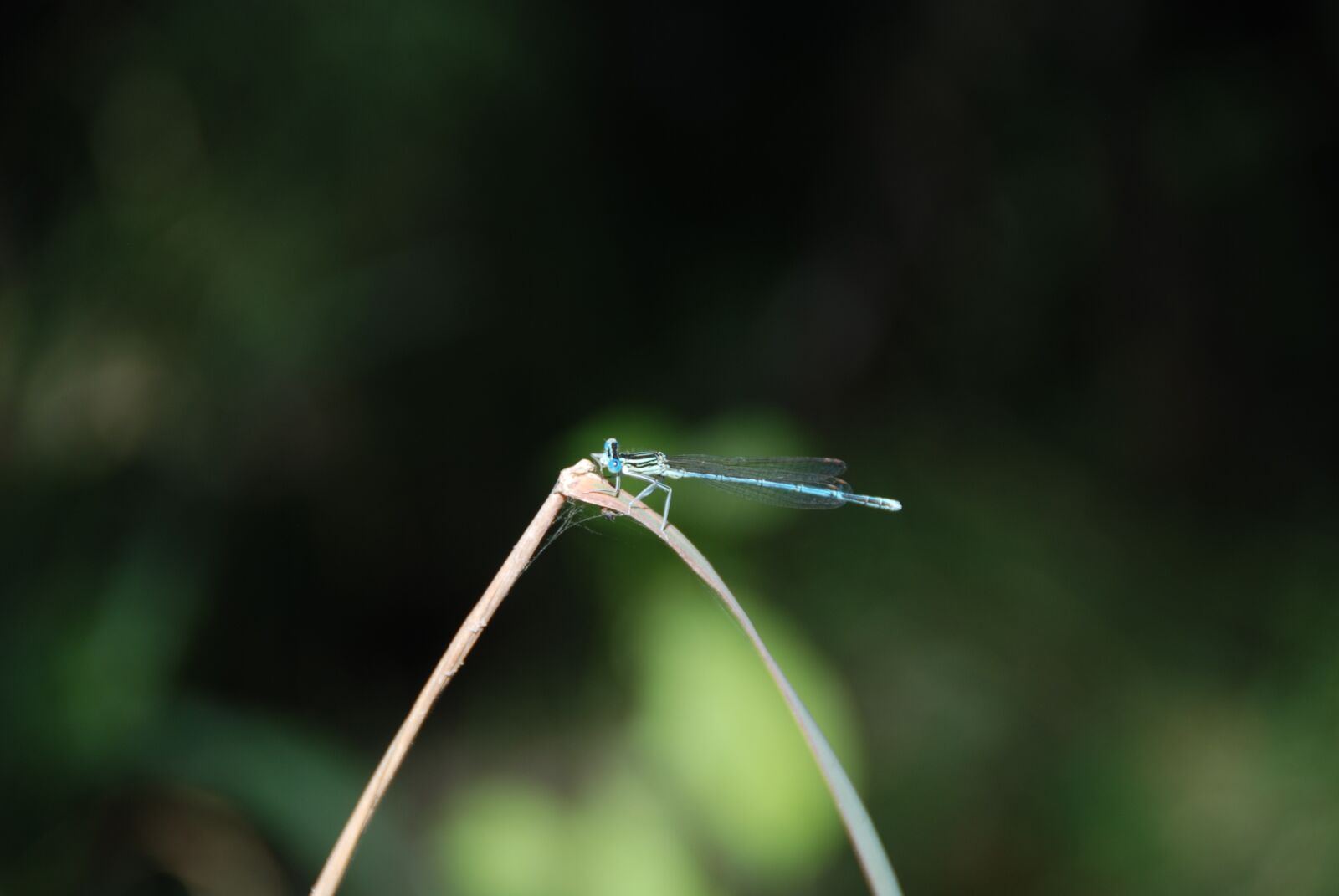 Nikon D80 sample photo. Dragonfly, insect, nature photography