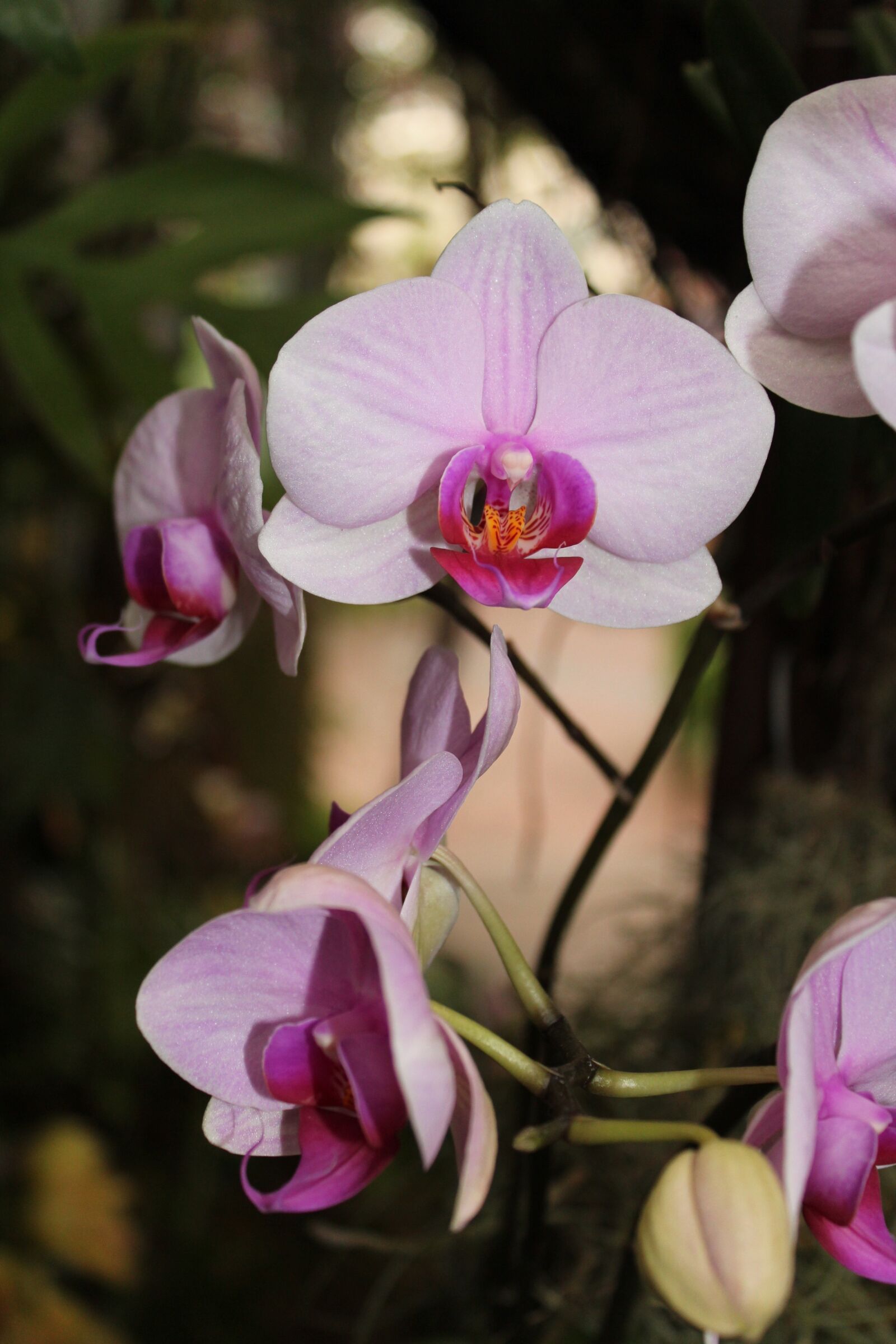 Canon EOS 600D (Rebel EOS T3i / EOS Kiss X5) sample photo. Orchid, flower, blossom photography