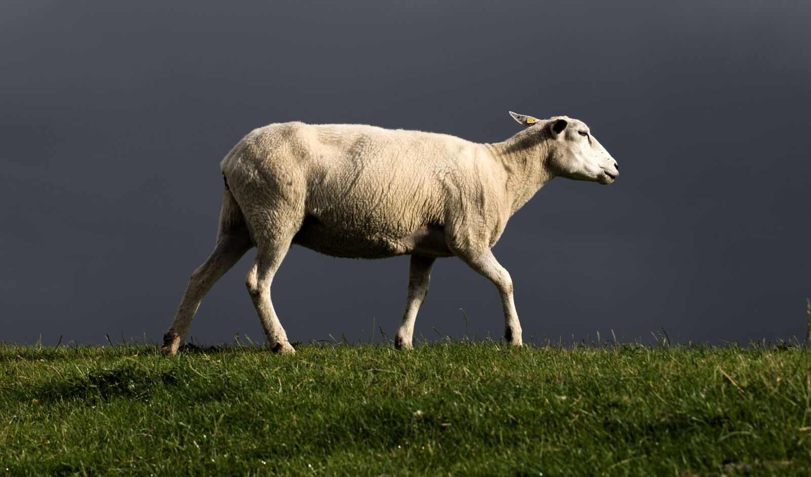 Canon EF 100mm F2.8L Macro IS USM sample photo. Sheep, dike, north sea photography