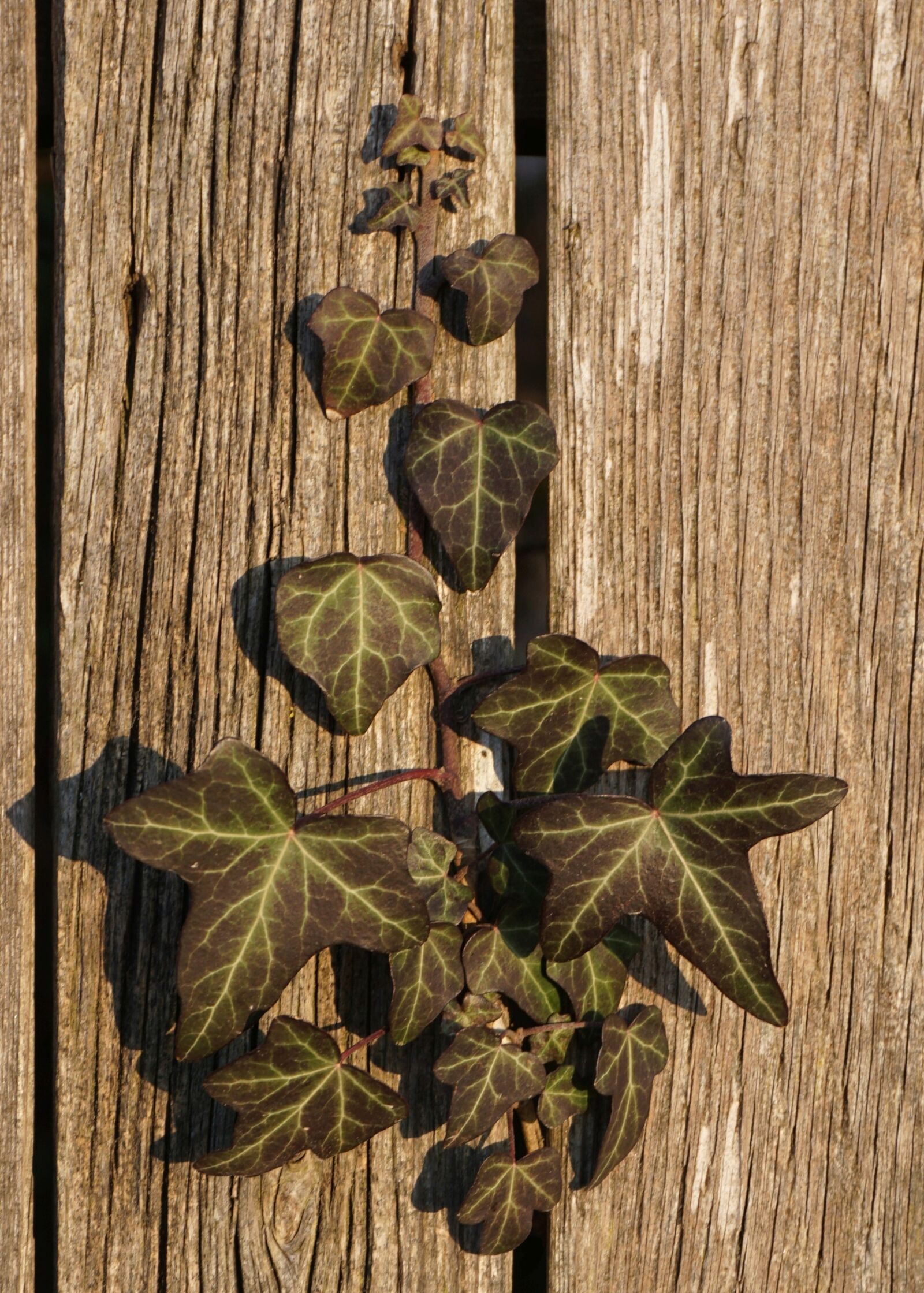 Sony a6000 sample photo. Ivy, branch, fence photography