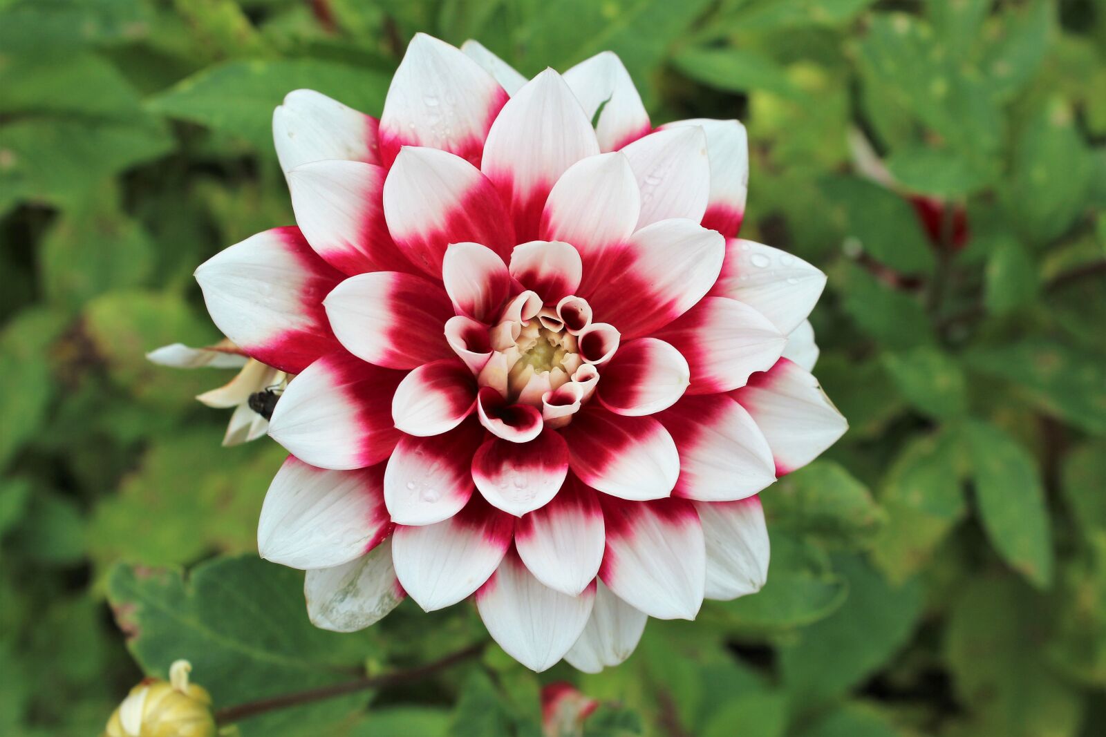 Canon EOS 600D (Rebel EOS T3i / EOS Kiss X5) sample photo. Dahlia, autumn, flower photography