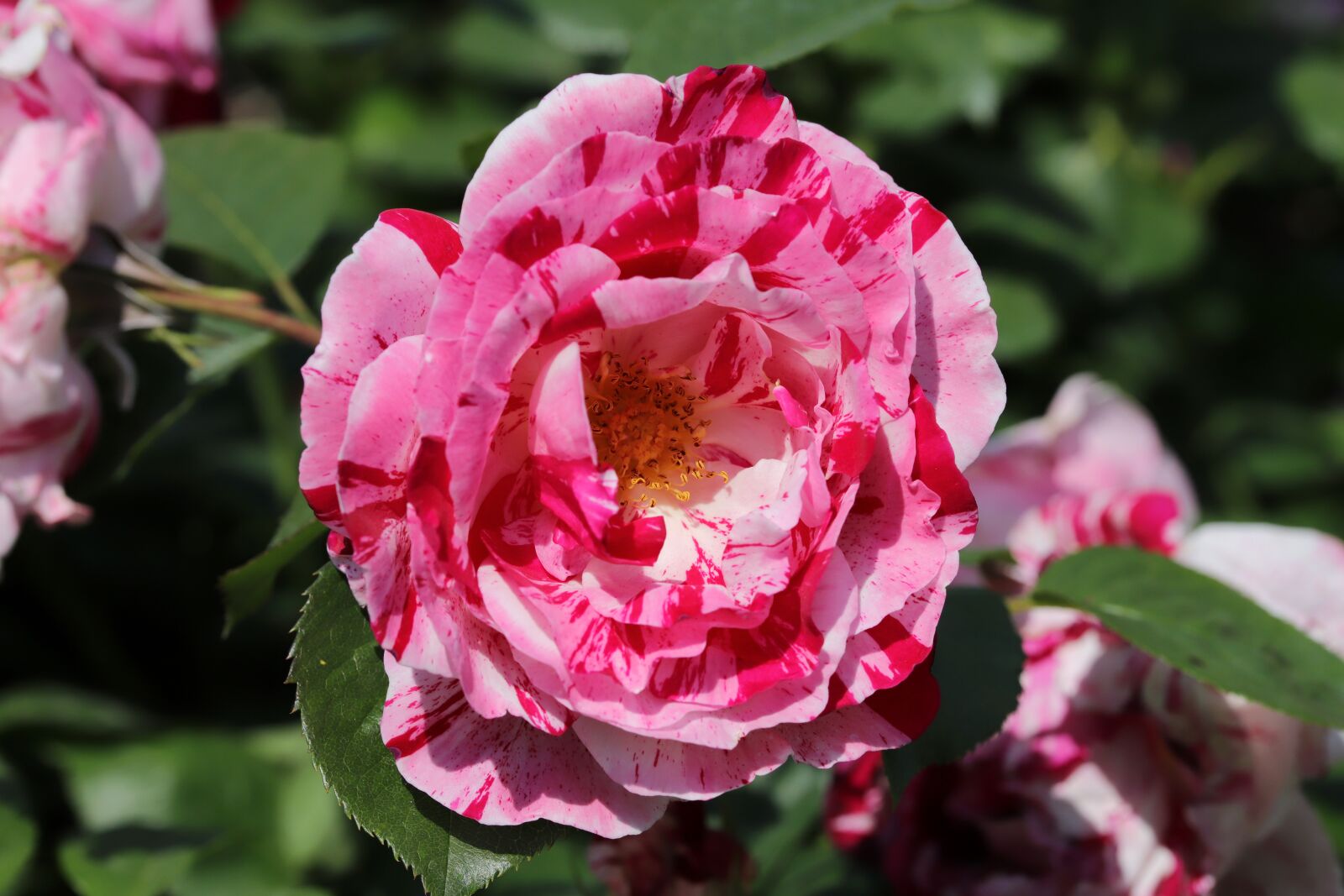 Canon EOS 6D Mark II sample photo. Rose, roses flowers, flowers photography