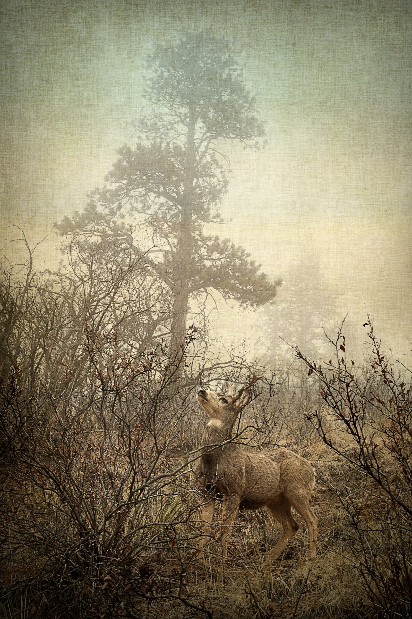 Canon EOS 5D sample photo. Deer, nature, wild photography