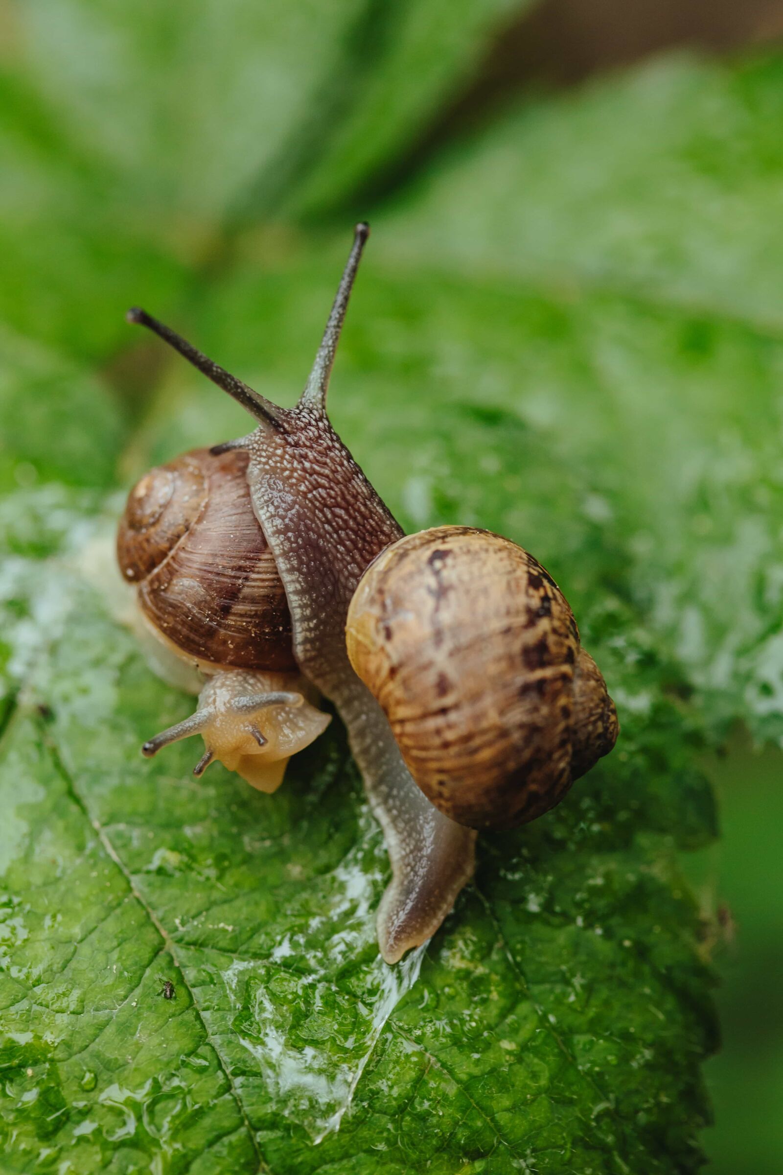 Canon EF 100mm F2.8 Macro USM sample photo. Close-up, head, pair, slime photography