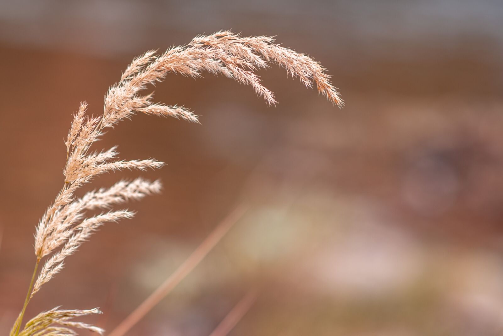 Nikon D600 sample photo. Grass, nature, landscape photography
