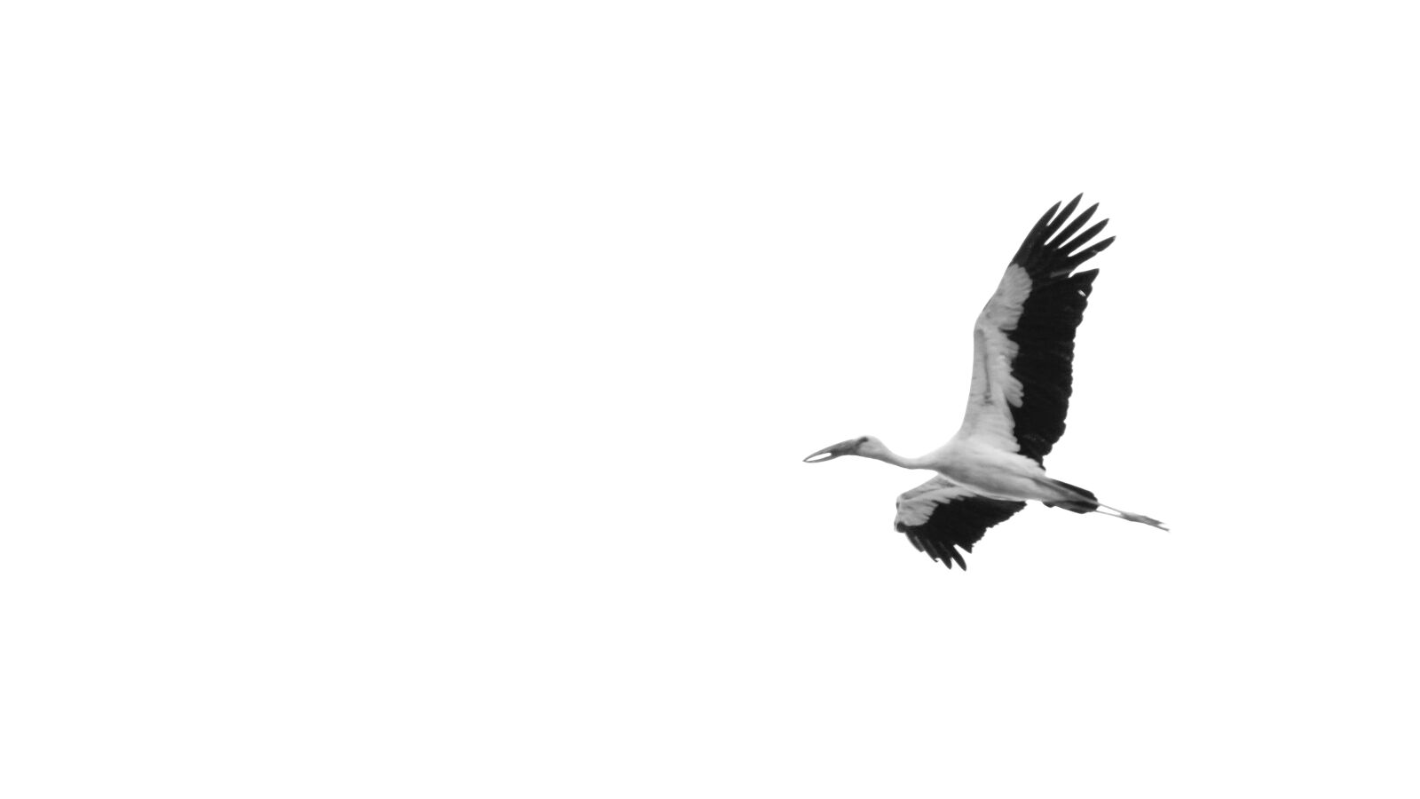 Canon EOS 1300D (EOS Rebel T6 / EOS Kiss X80) sample photo. Kerala, india, asian openbill photography