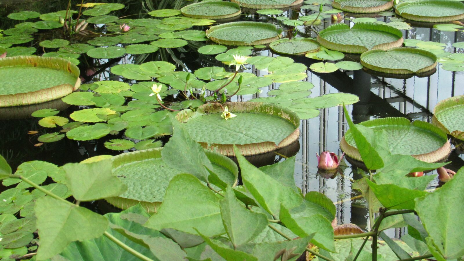 Canon PowerShot SX530 HS sample photo. Water, lillypad, pond photography