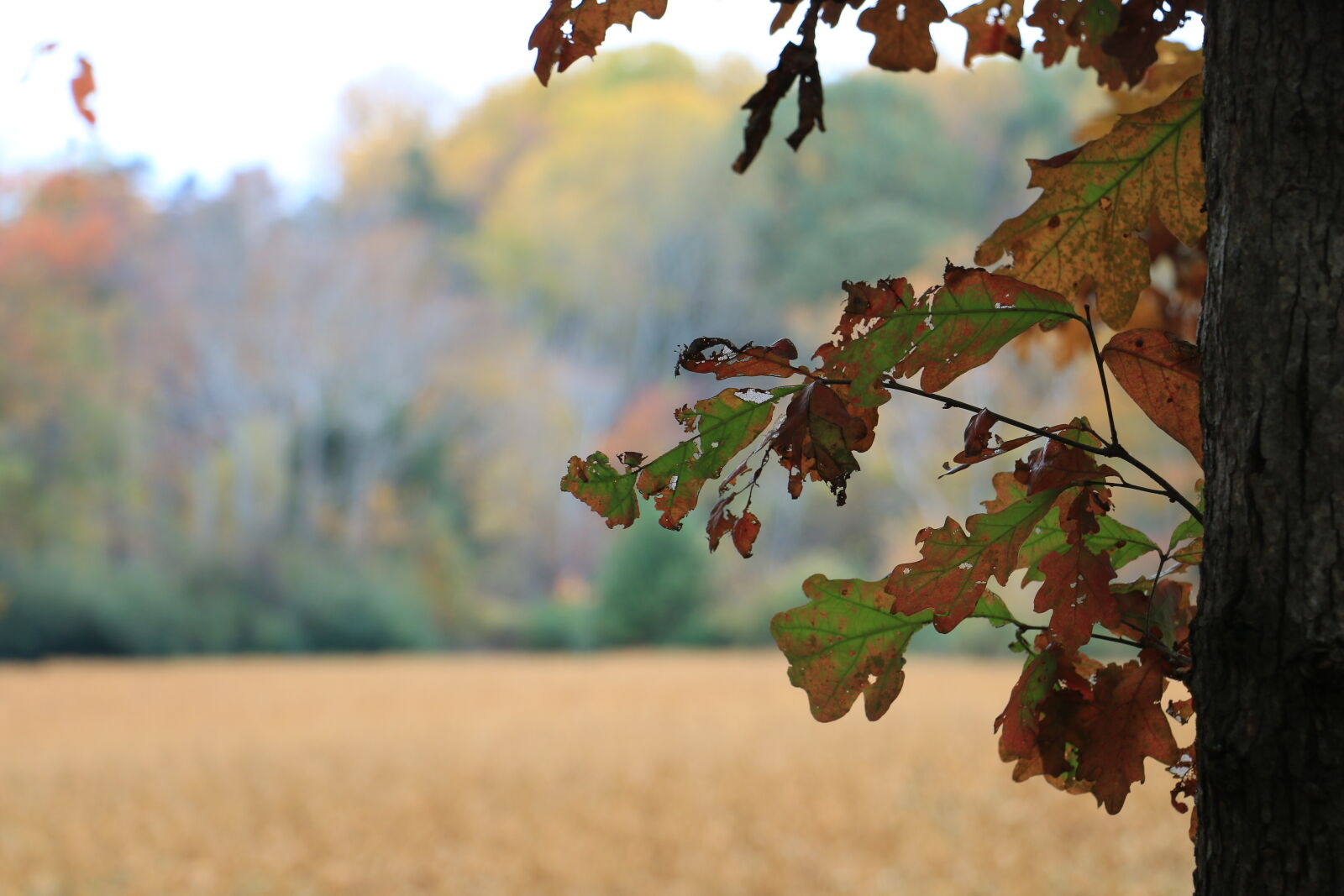 Canon EOS 70D sample photo. Aperture, changing, leaves, fall photography