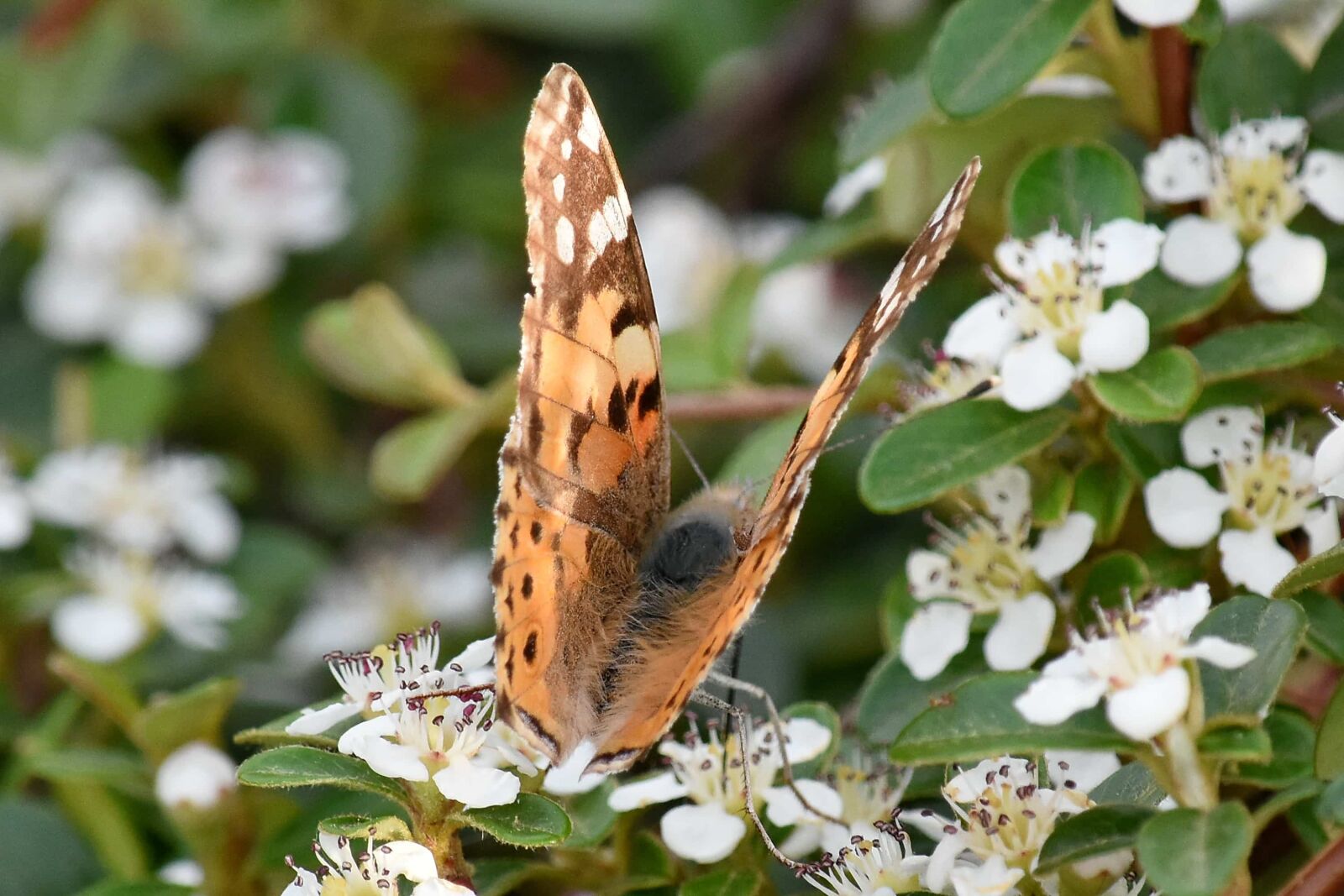 Nikon D5500 sample photo. Shrub, butterfly, flower, nature photography