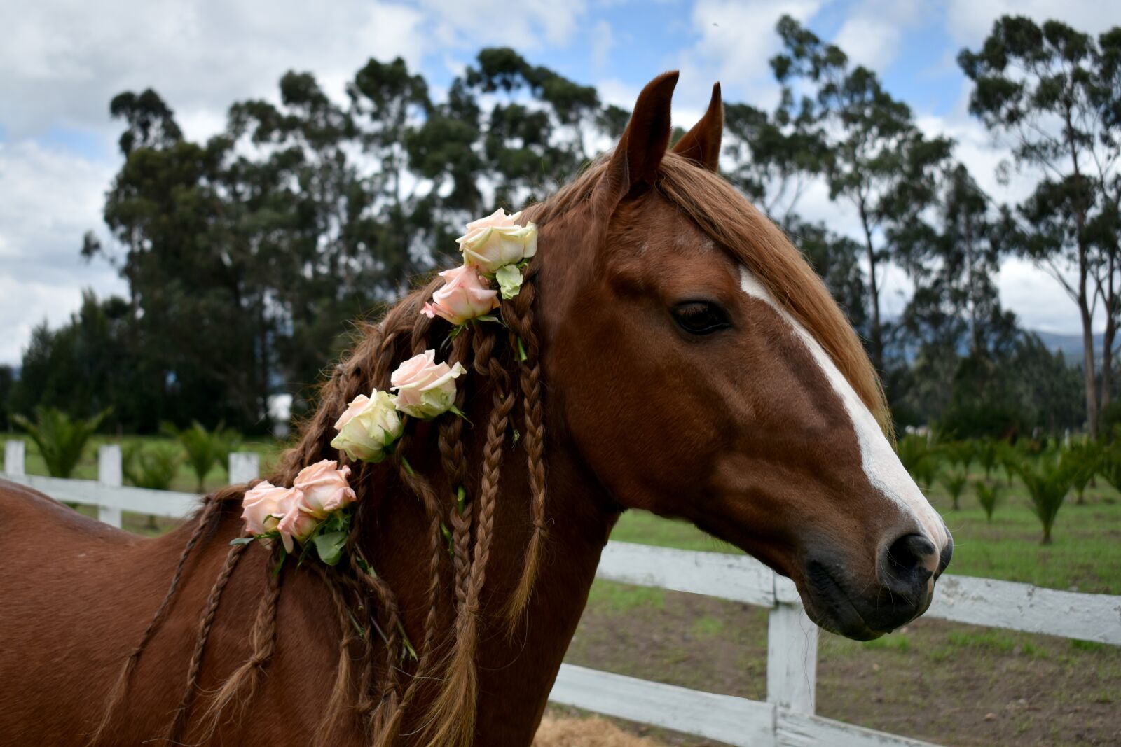Nikon D3500 sample photo. Horse, roses, rose photography