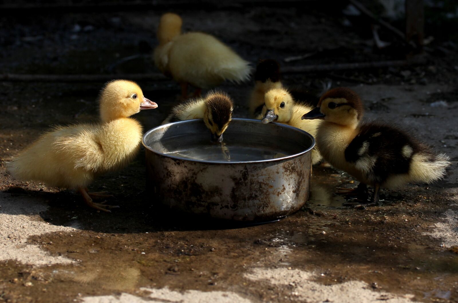 Canon EF-S 60mm F2.8 Macro USM sample photo. Duckling, fluffy, cute photography