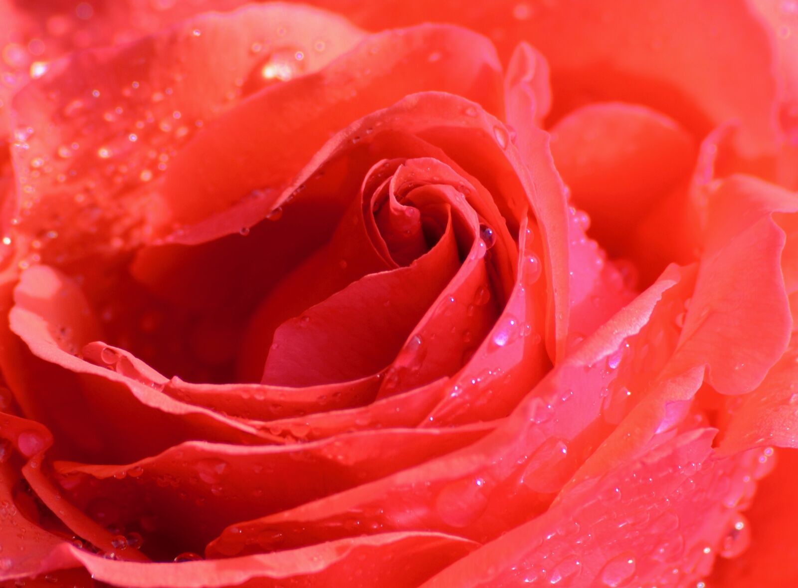 Nikon D5100 sample photo. Rose, blossom, bloom photography