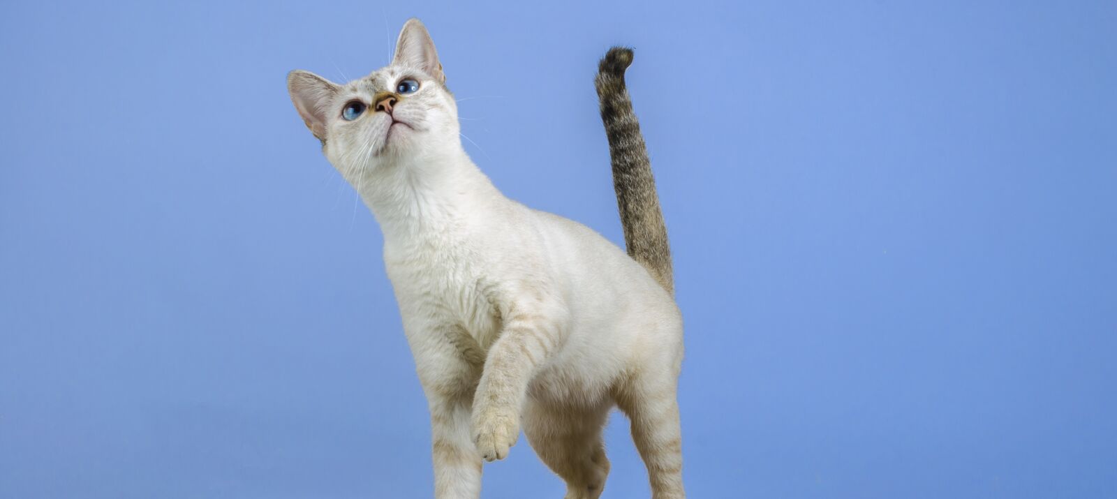 Nikon D5100 sample photo. Cat, kitten, feline photography