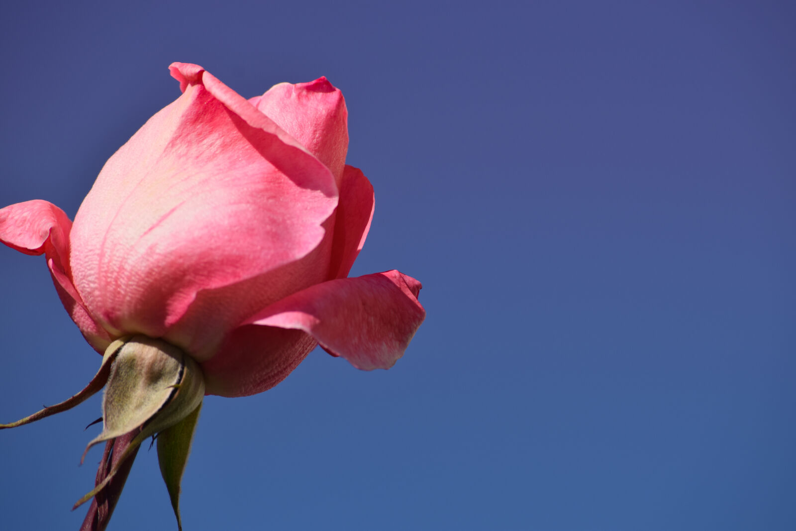 Nikon D5300 sample photo. Beauty, blue, sky, flower photography