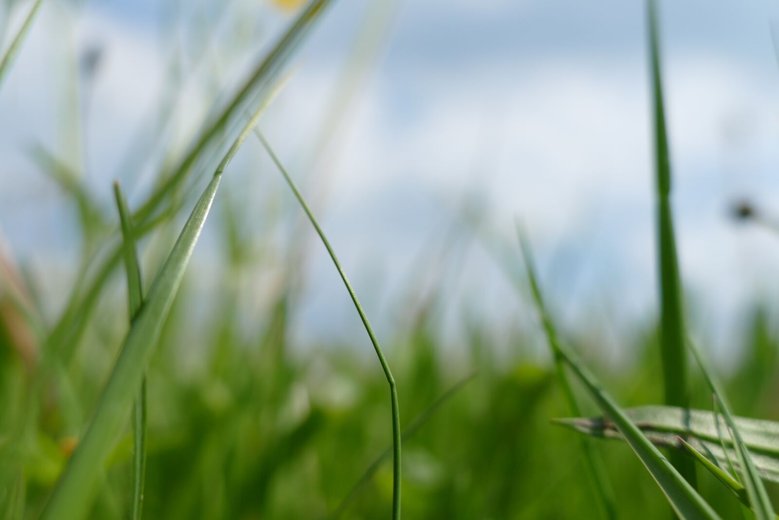 Panasonic Lumix DMC-FZ1000 sample photo. Nature, grass, green photography