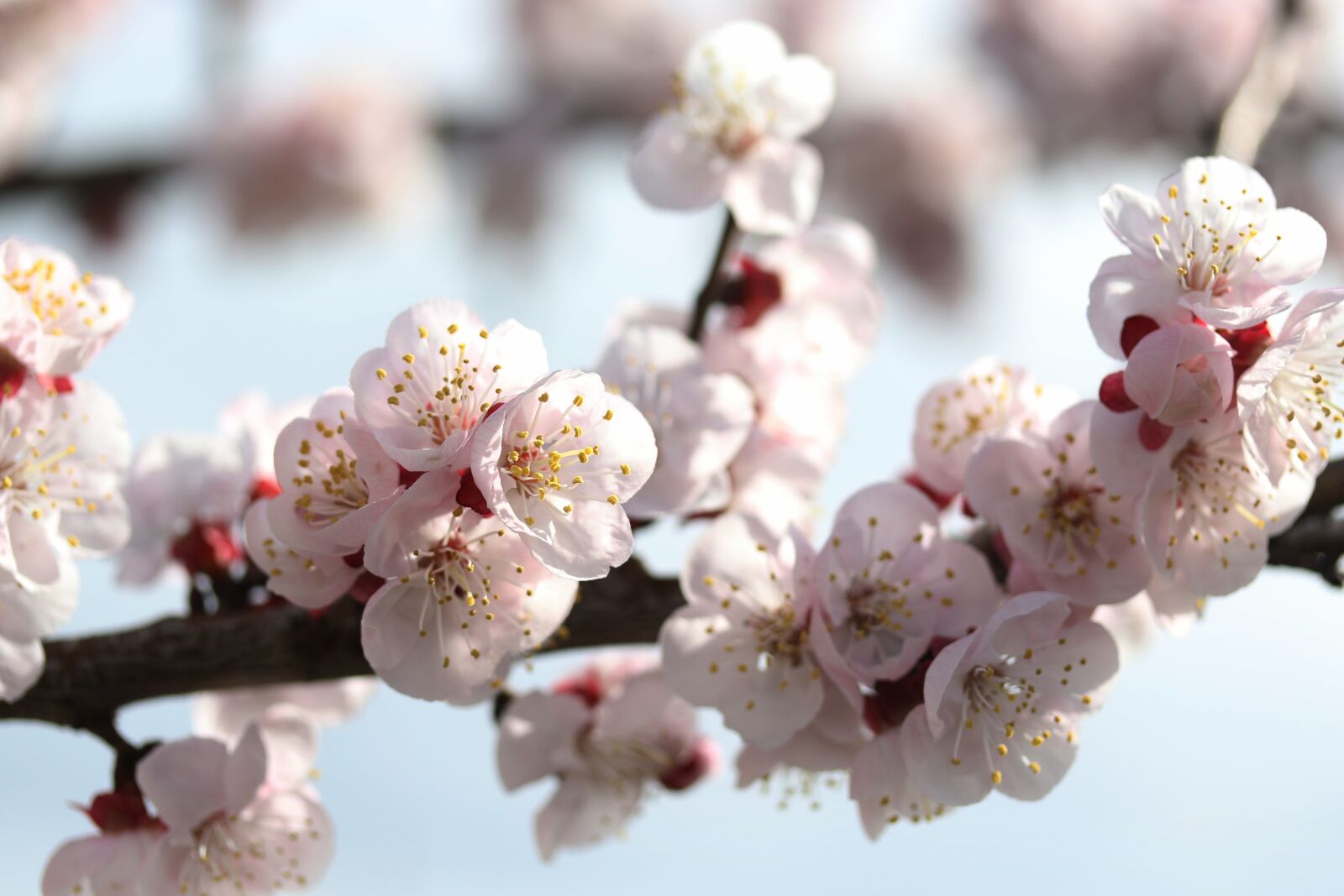 Canon EF-S 60mm F2.8 Macro USM sample photo. Flowers, white, spring photography