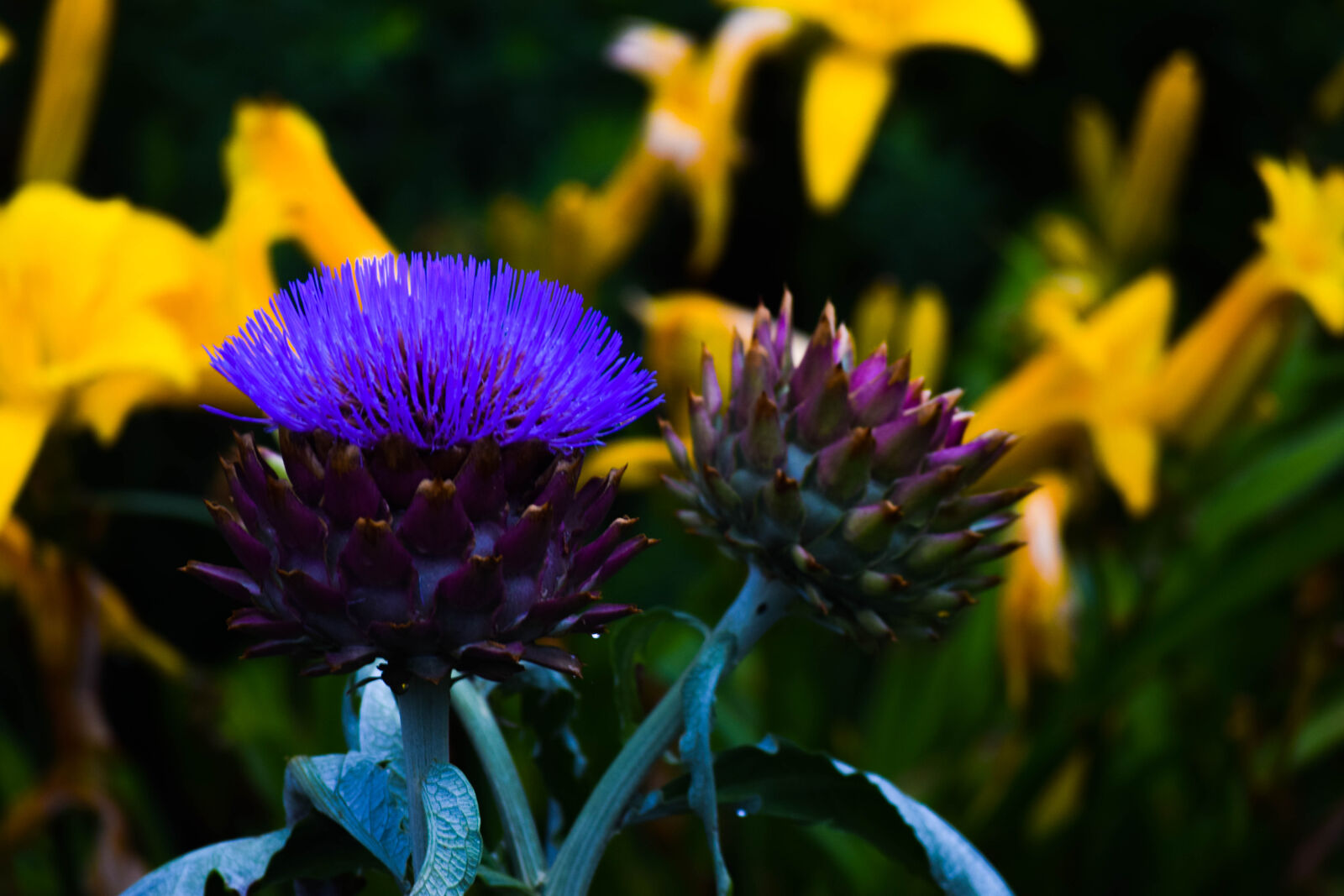 Nikon D3300 sample photo. Flower, garden photography